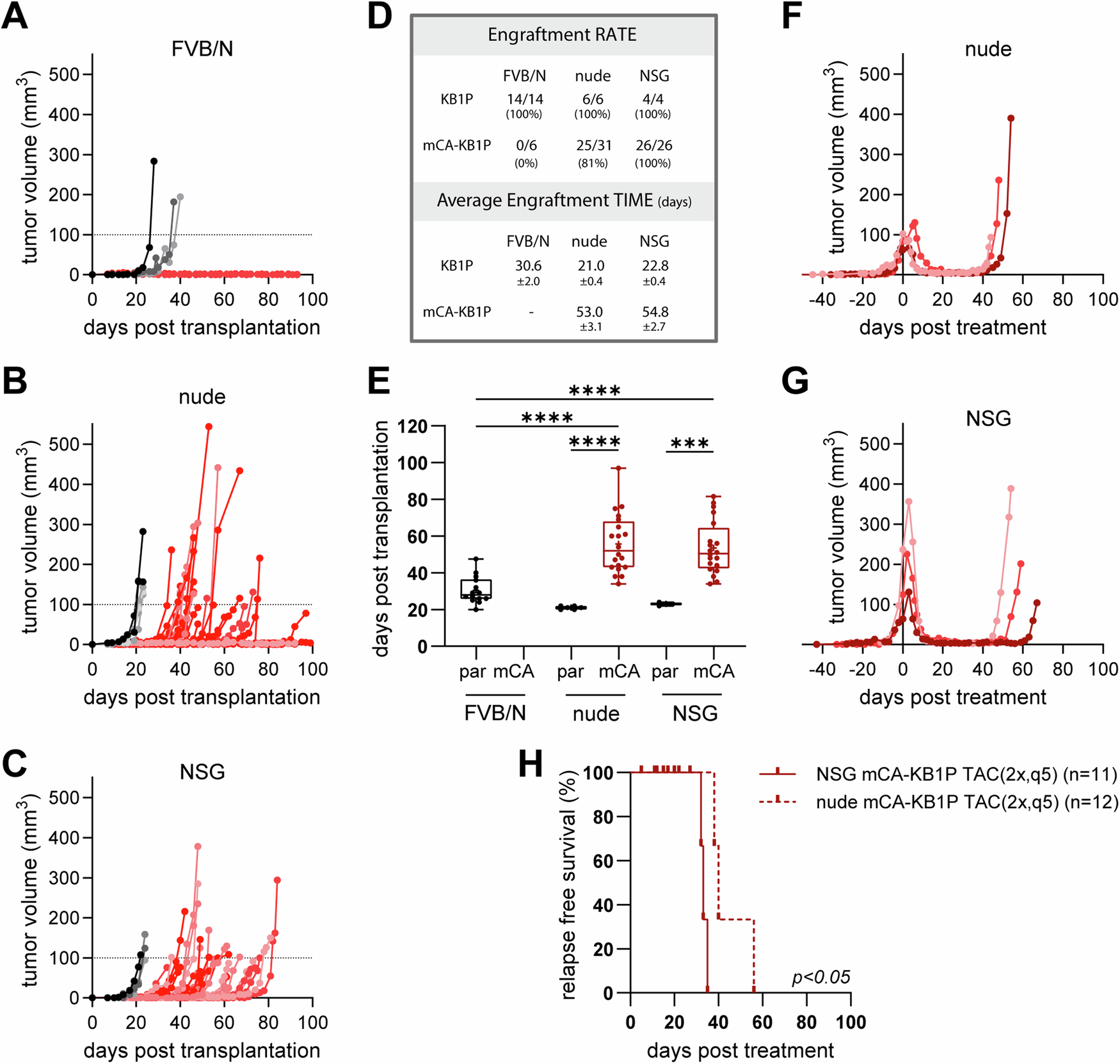 Fig. 3: Immunodeficient mice support mCA-KB1P tumor engraftment and enable modeling of MRD following adapted TAC chemotherapy.