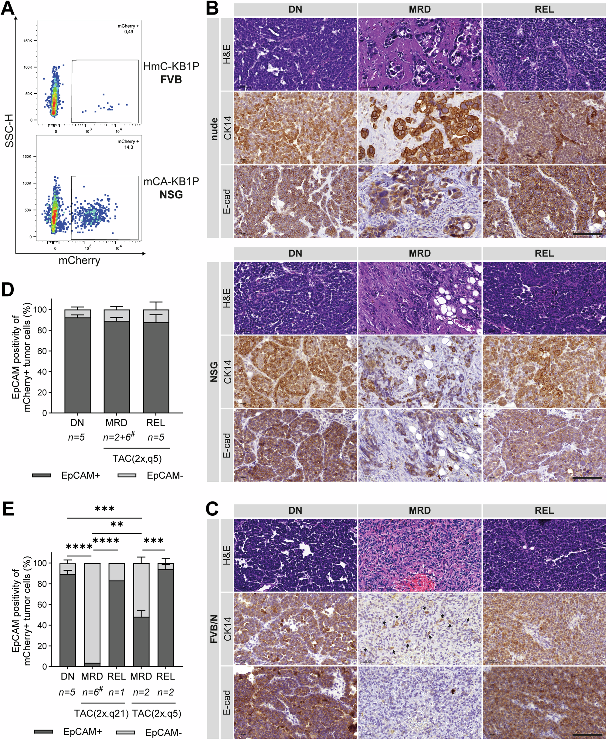 Fig. 6: The MRD stage following combination chemotherapy is associated with reduced selection pressure in immunocompromised mice.