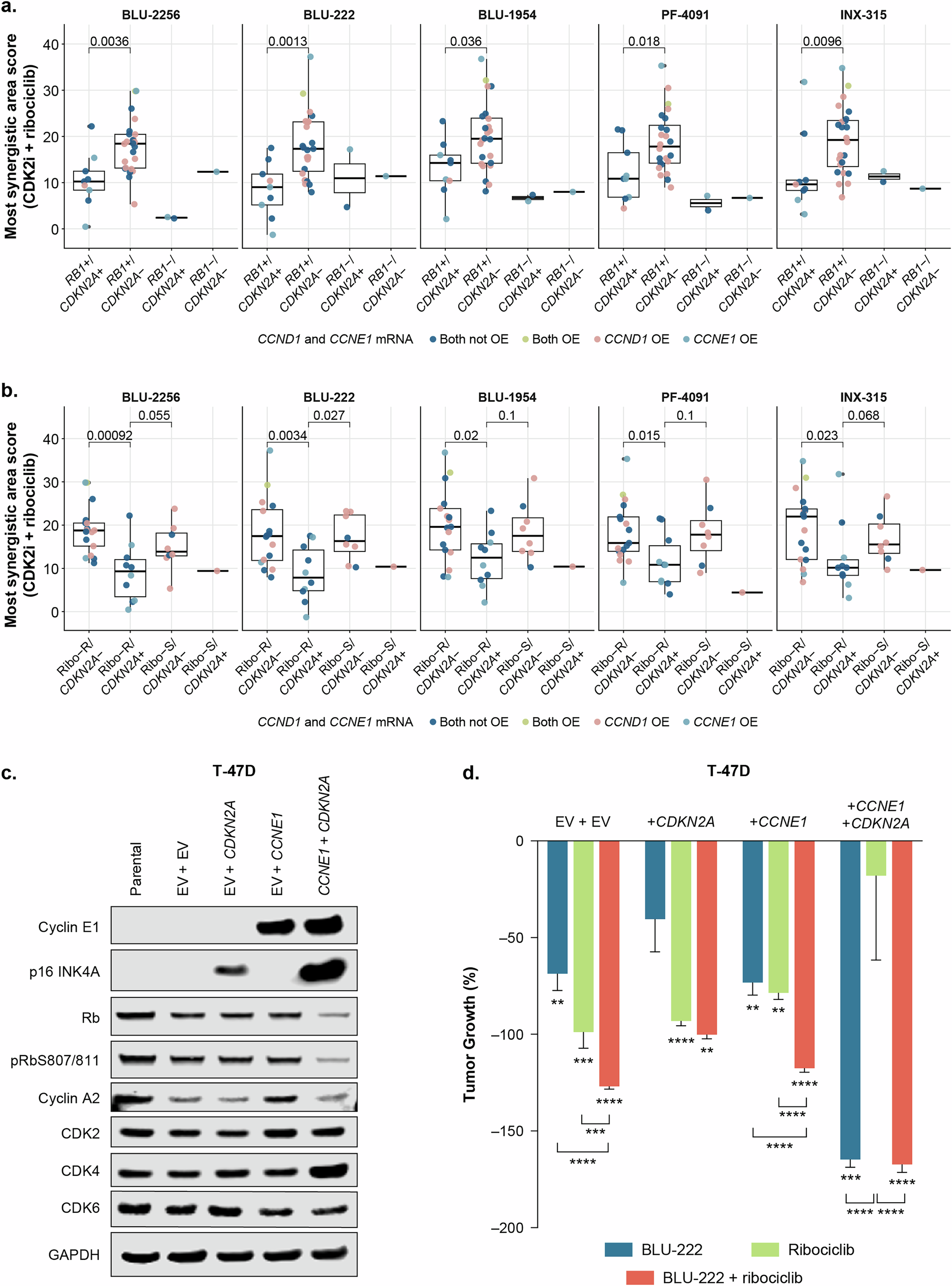 Fig. 2: CDK2i combined with ribociclib enhances antiproliferative activity in p16 low breast cancer models.