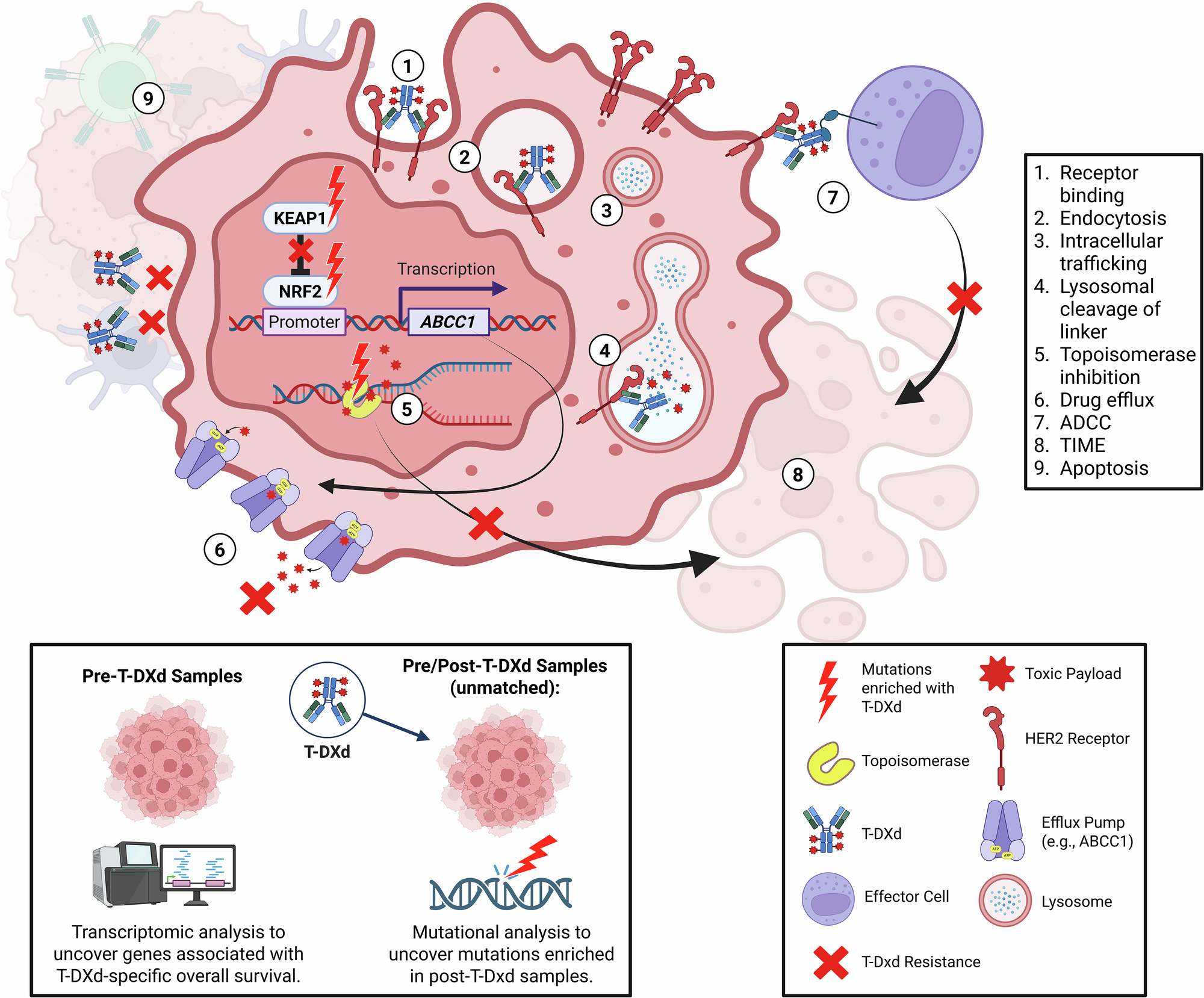 dihexa pnb-0408 mechanism of action (also known as PNB-0408) is an experimental small molecule derived from angiotensin IV. It was engineered to cross the bloodbrain barrier and has shown synaptogenic effects in preclinical models. The often-quoted Monoamine oxidase type B (MAO-B)