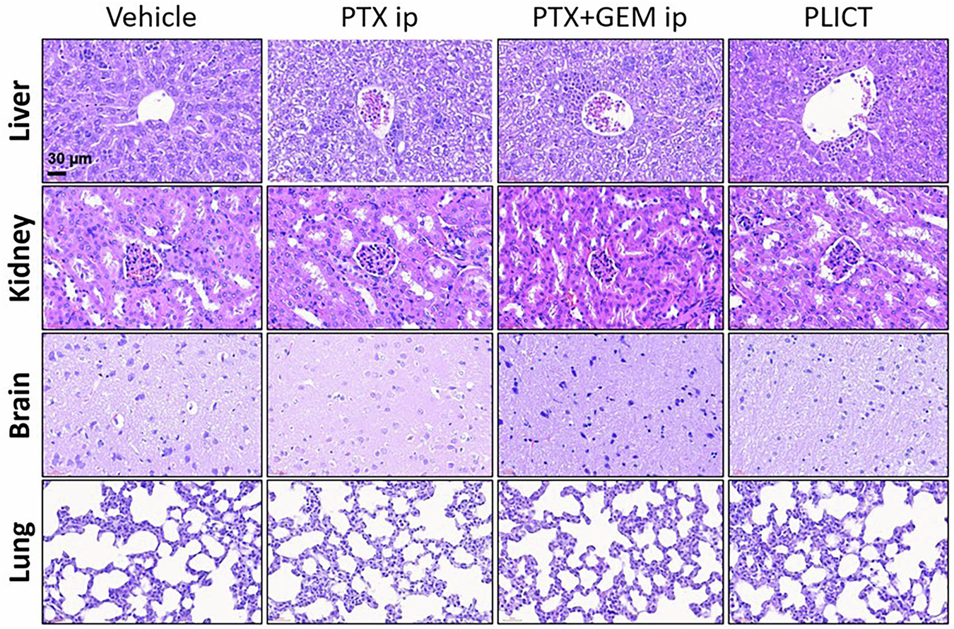 Fig. 10: Histopathological analysis (Hematoxylin and Eosin staining) of major organs (×400).