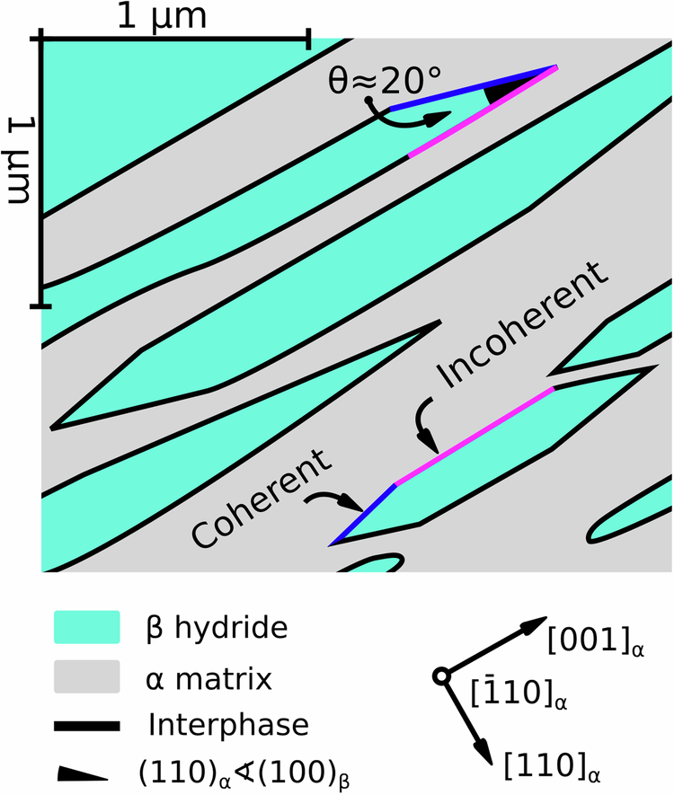Fig. 11: Adaptation of Schober’s Fig. 2 micrograph51.