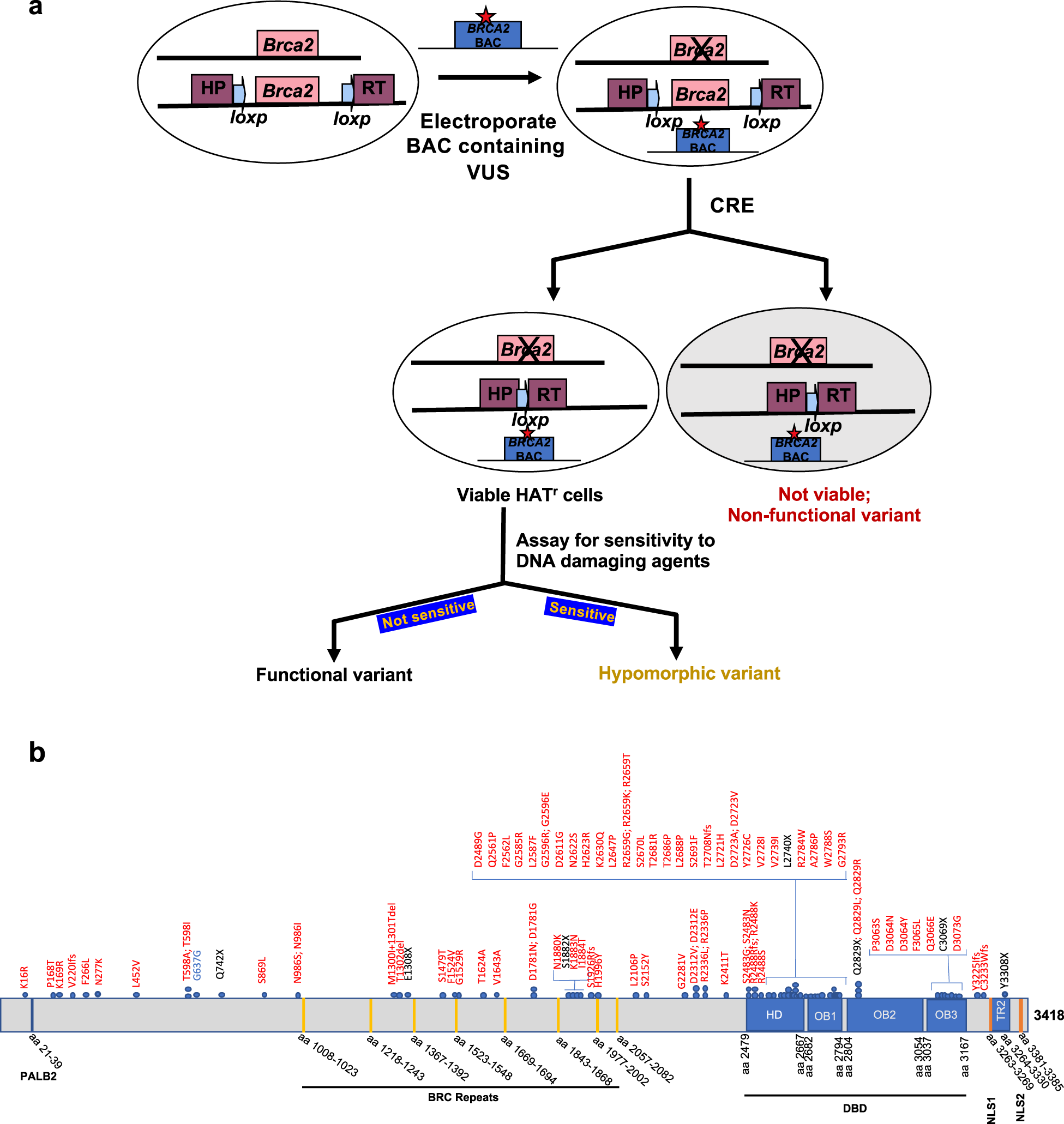 A computational model for classification of BRCA2 variants using mouse  embryonic stem cell-based functional assays | npj Genomic Medicine