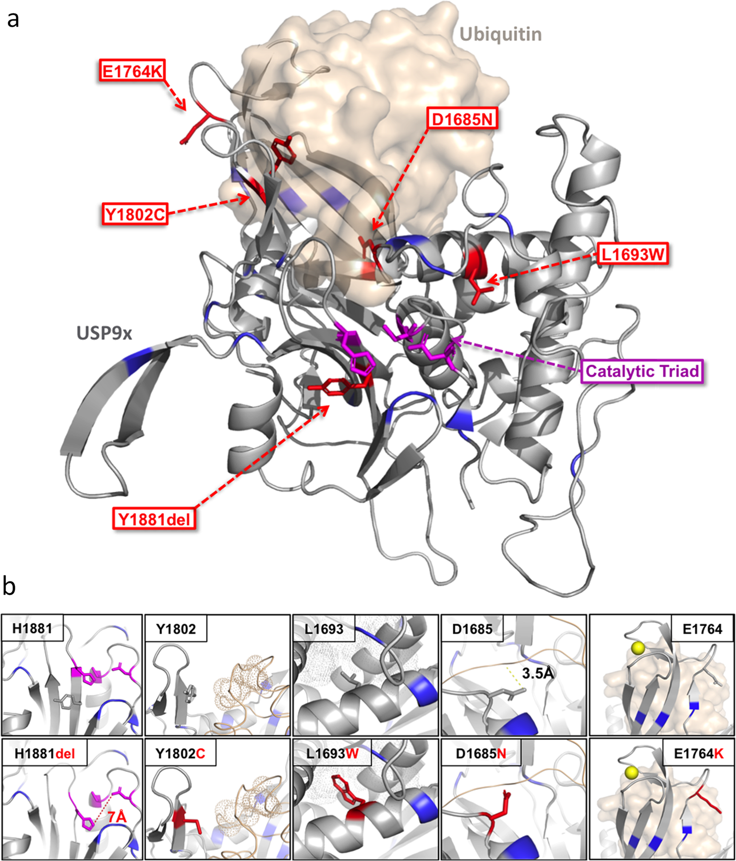 Fig. 3: Structural modelling of USP9X-female variants located in the catalytic domain.