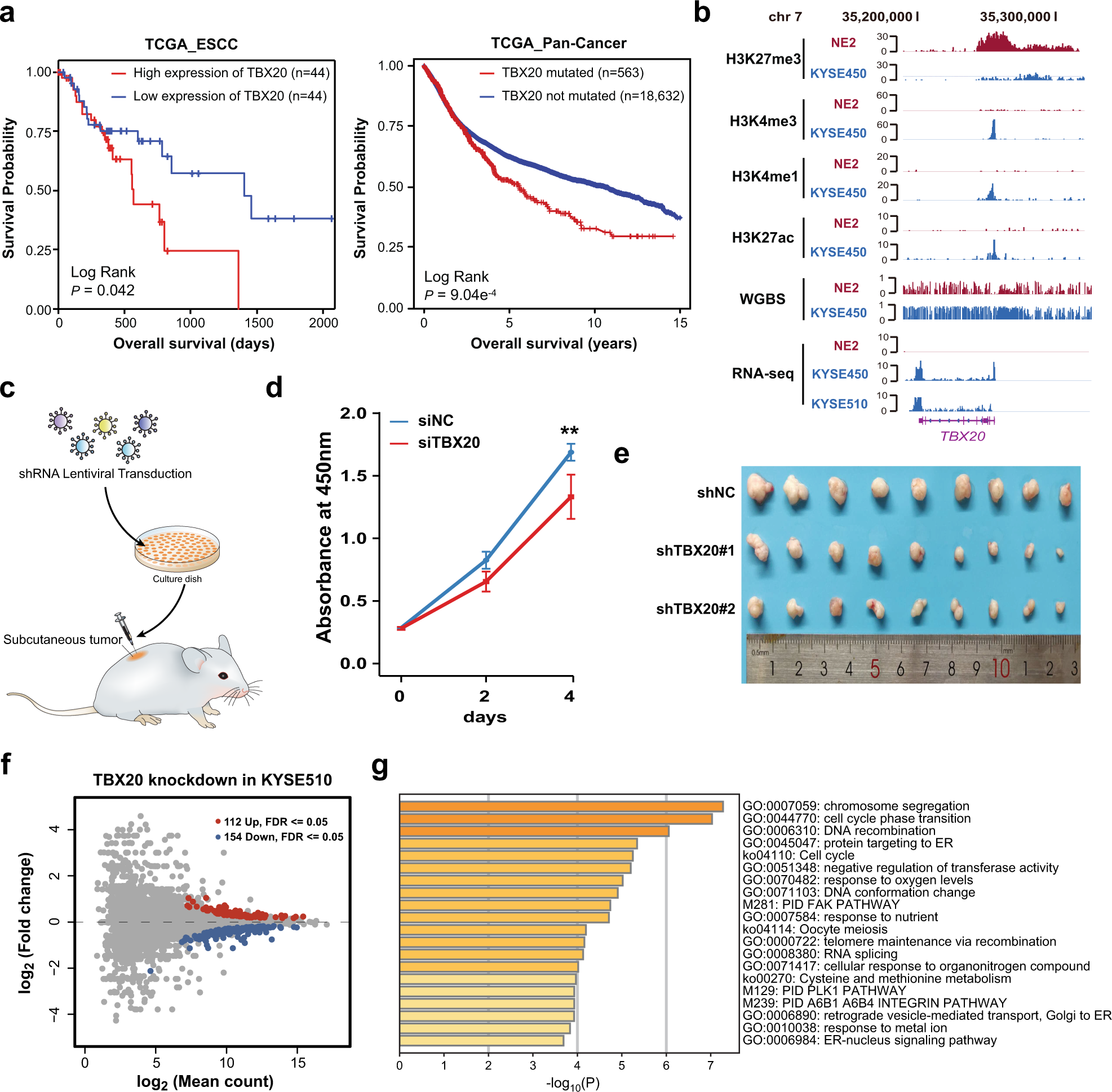 Fig. 5: RNA-seq analysis reveals genes and pathways targeted by TBX20.