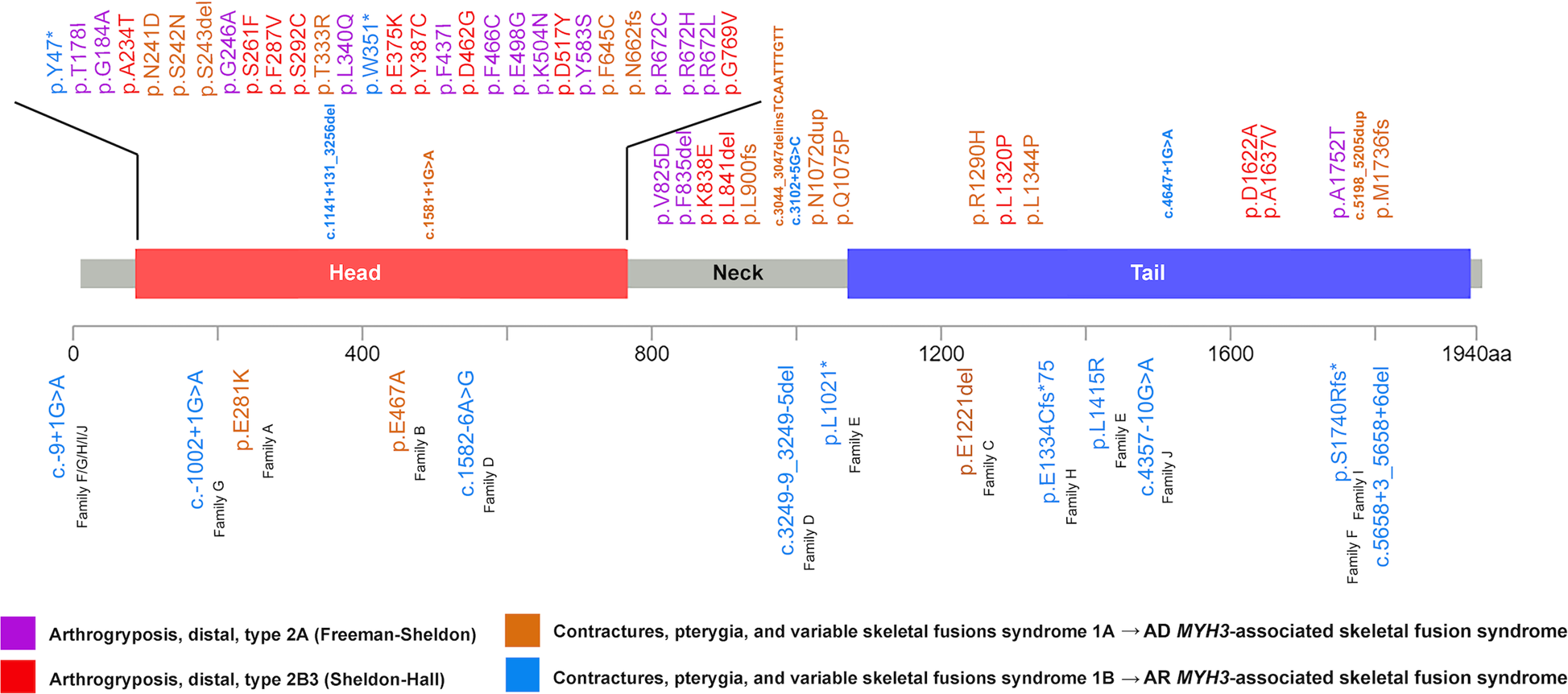 Fig. 3: Schematic representation of MYH3 variants in published literature (upper part of the figure) and in this study (lower part of the figure).