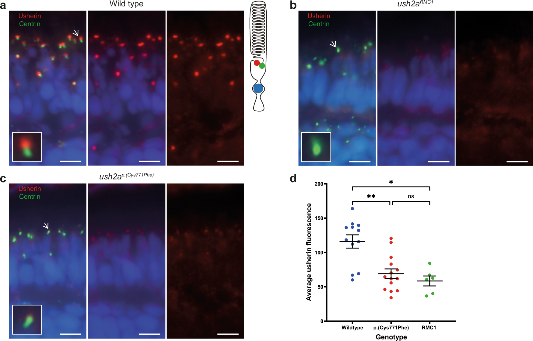 Fig. 3: Reduced expression level of usherinp.(Cys771Phe) at the photoreceptor periciliary membrane.