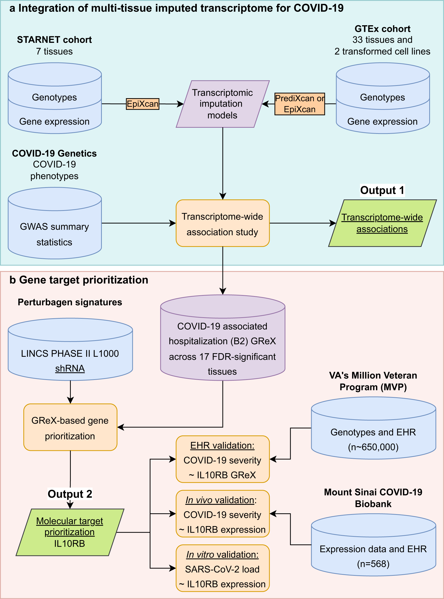 Mapping the human genetic architecture of COVID-19