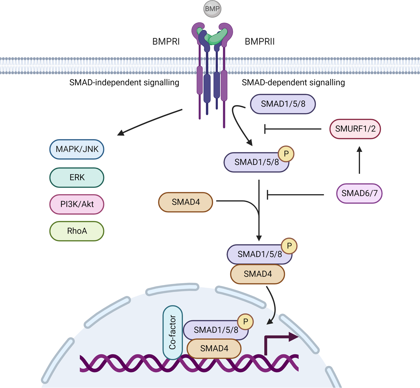 Fig. 2: Schematic overview of SMAD-(in)dependent bone morphogenetic protein (BMP) signalling pathway (oversimplification).