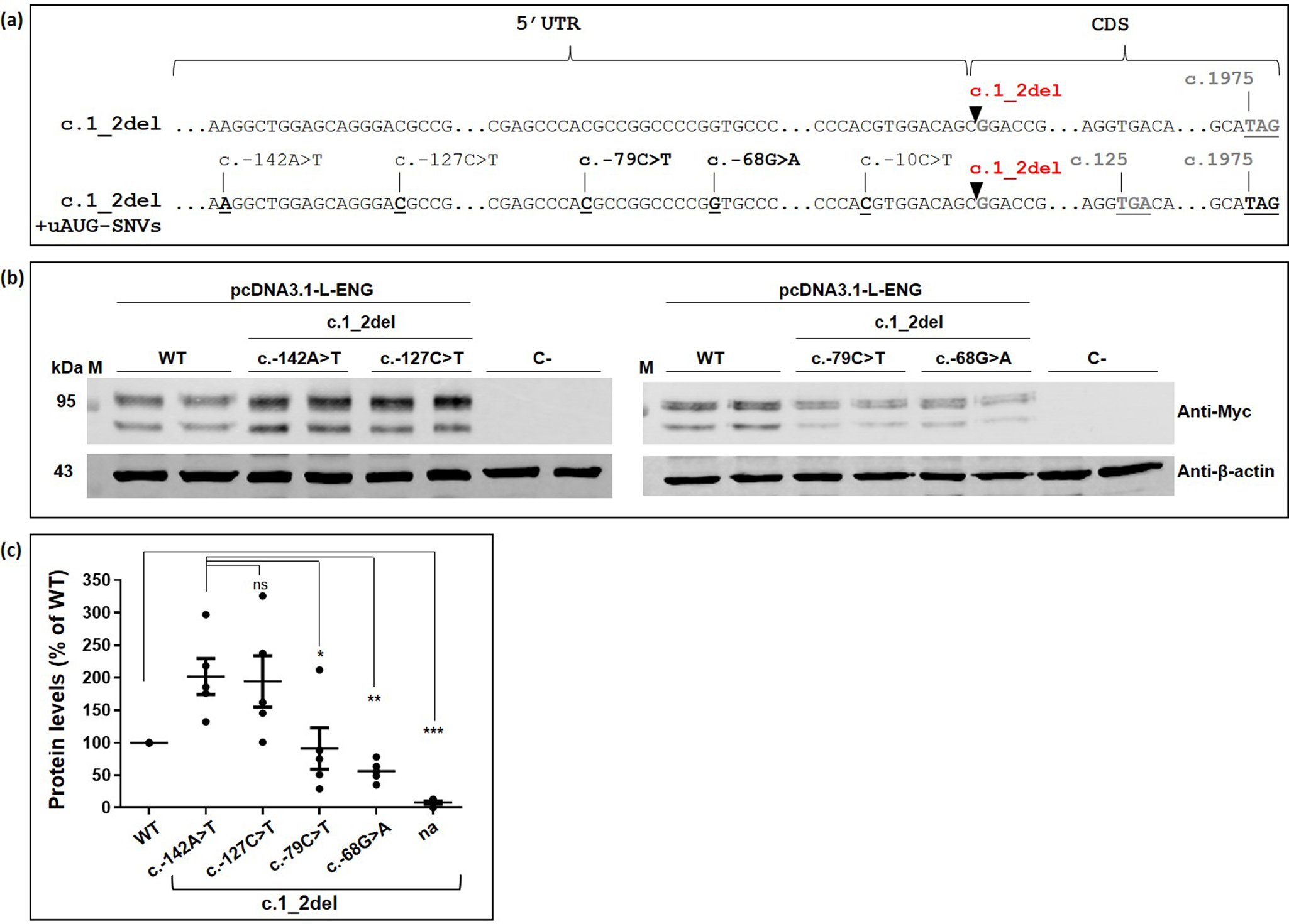 Fig. 3: Created uAUGs in the 5’UTR of ENG seem to be able to initiate the translation.