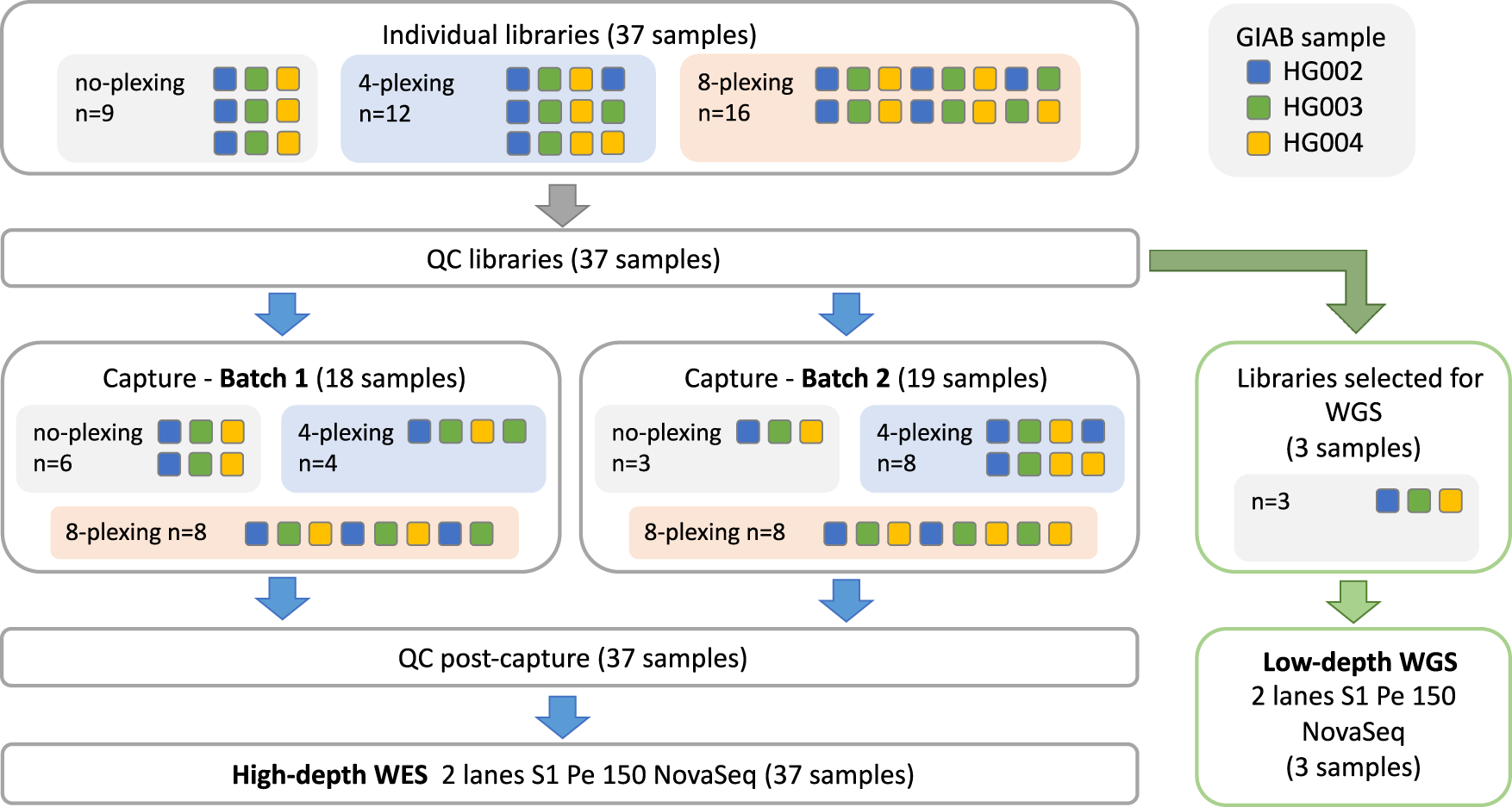 Efficient phasing and imputation of low-coverage sequencing data using  large reference panels
