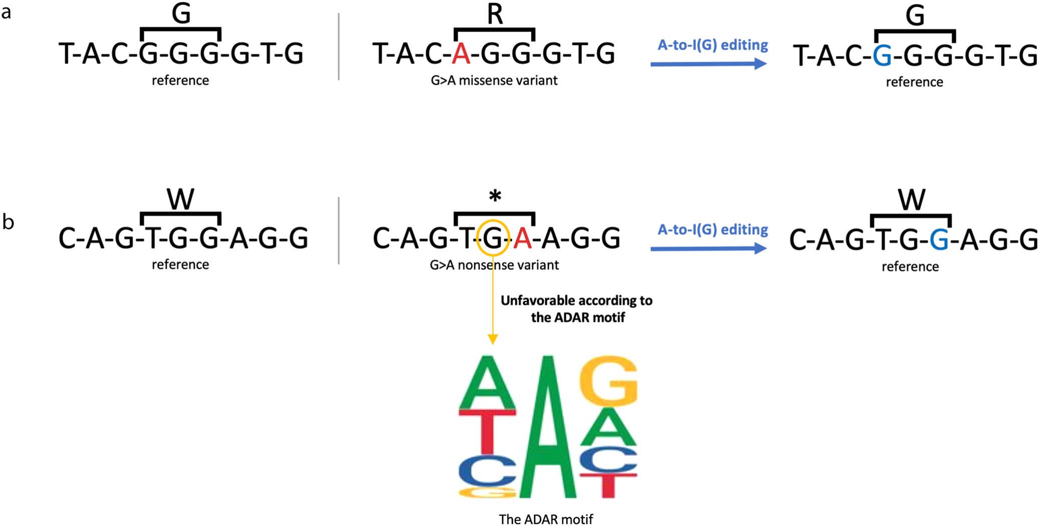 Fig. 2: Two examples of common pathogenic SNVs that could be corrected by direct A-to-G editing.