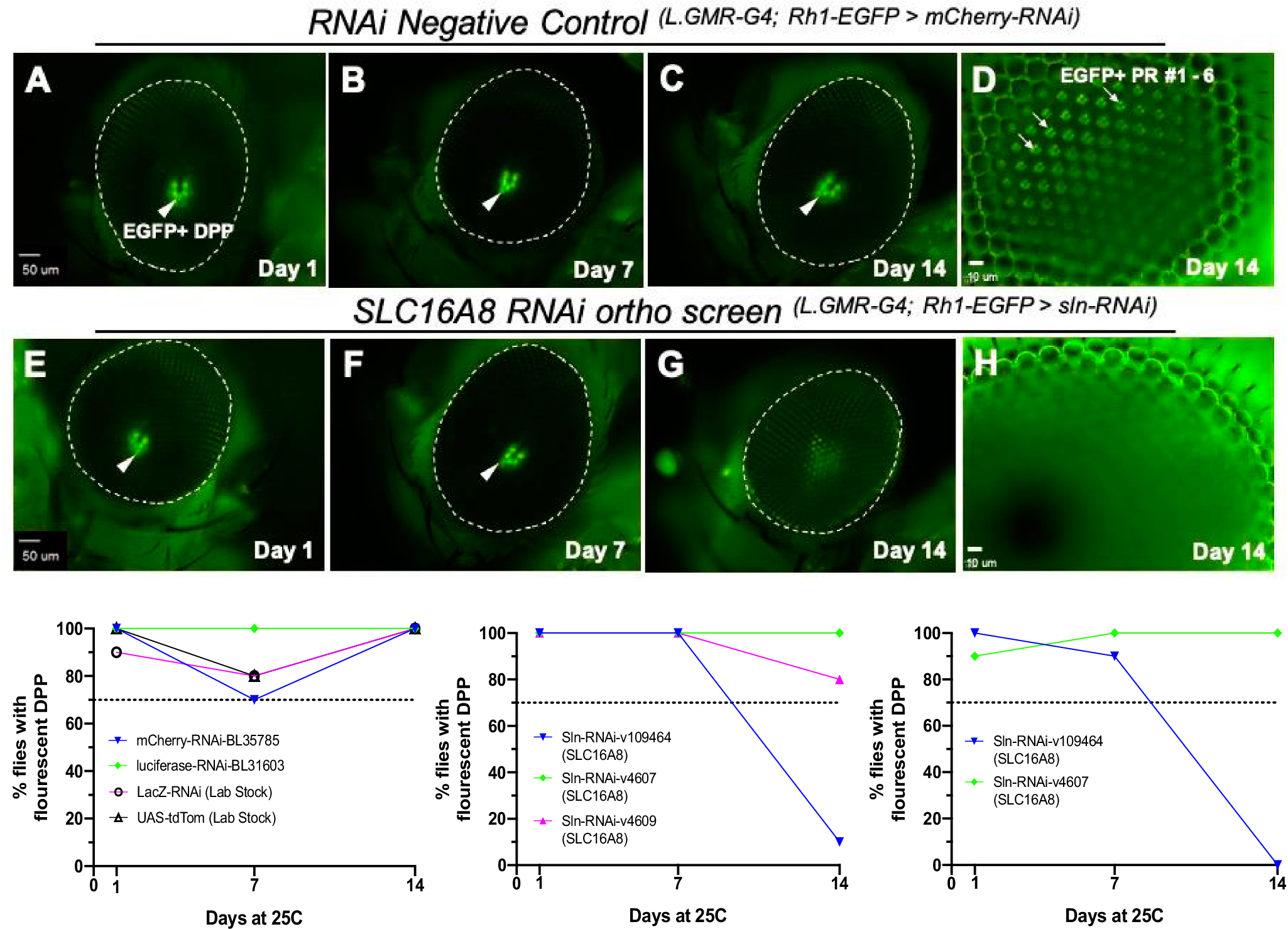 Fig. 2: Loss of Drosophila photoreceptor EGFP expression patterning in sln RNAi-knockdown eyes by Day 14.