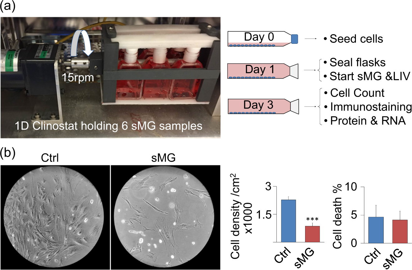 Recovery of stem cell proliferation by low intensity vibration under  simulated microgravity requires LINC complex | npj Microgravity