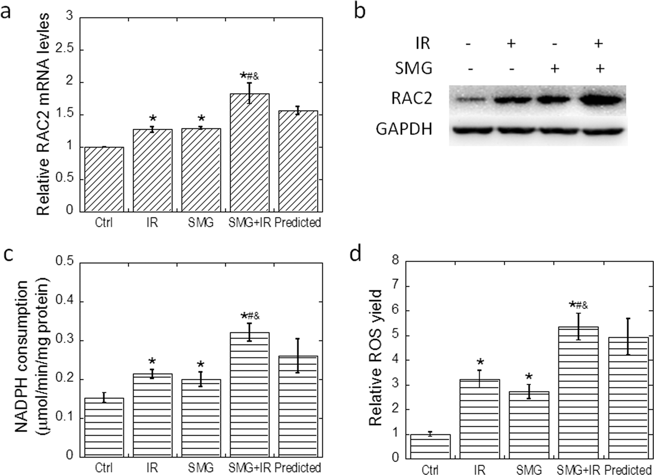 Fig. 5: Simulated microgravity and radiation increased RAC2 expression, NADPH oxidase activity, and ROS yield additively.