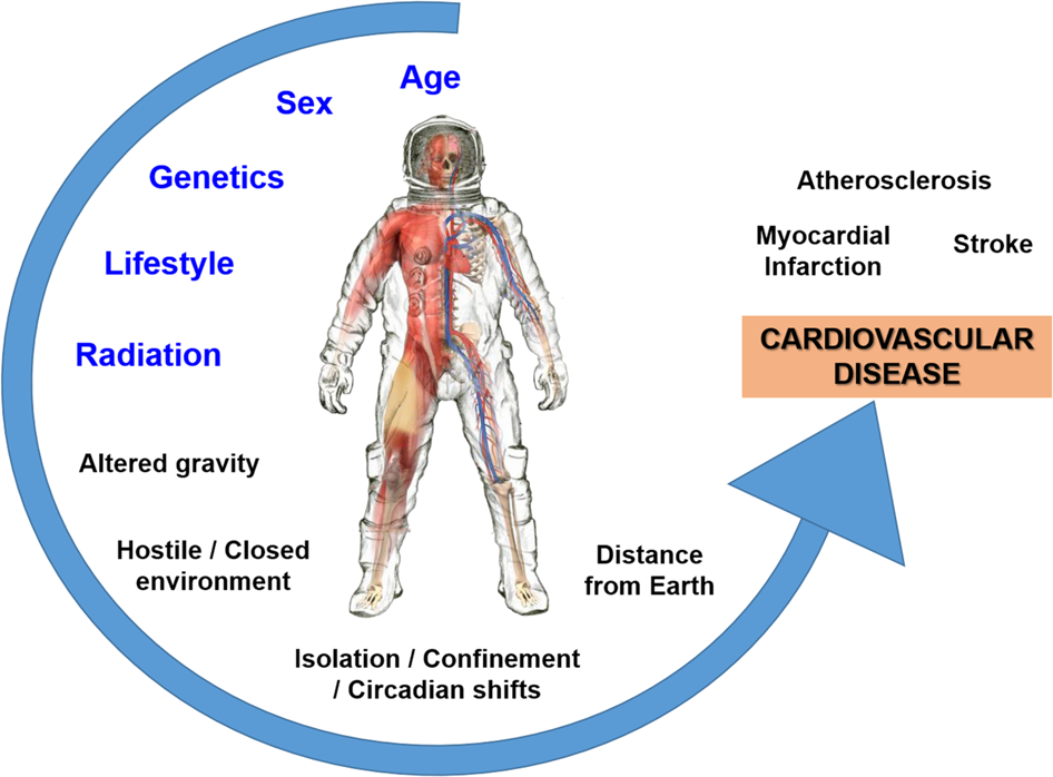 Fig. 5: Cardiovascular disease is a human systems risk.