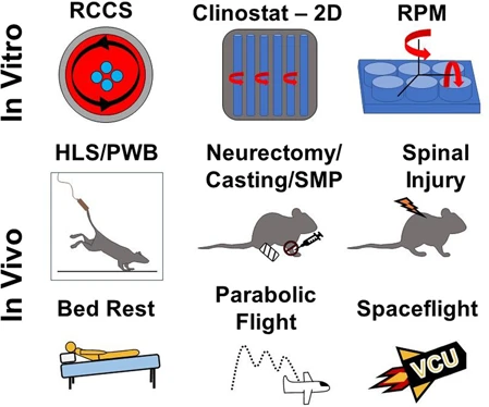 Update on the effects of microgravity on the musculoskeletal system