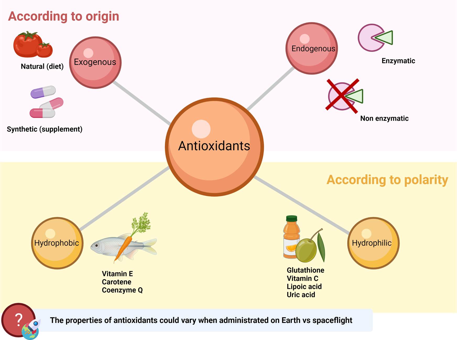 Key points for the development of antioxidant cocktails to prevent cellular  stress and damage caused by reactive oxygen species (ROS) during manned  space missions | npj Microgravity