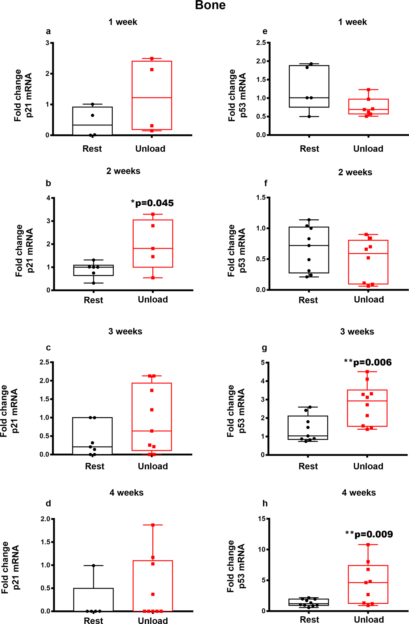 Fig. 8: p21 and p53 mRNA expression in cortical bone under unloading condition.