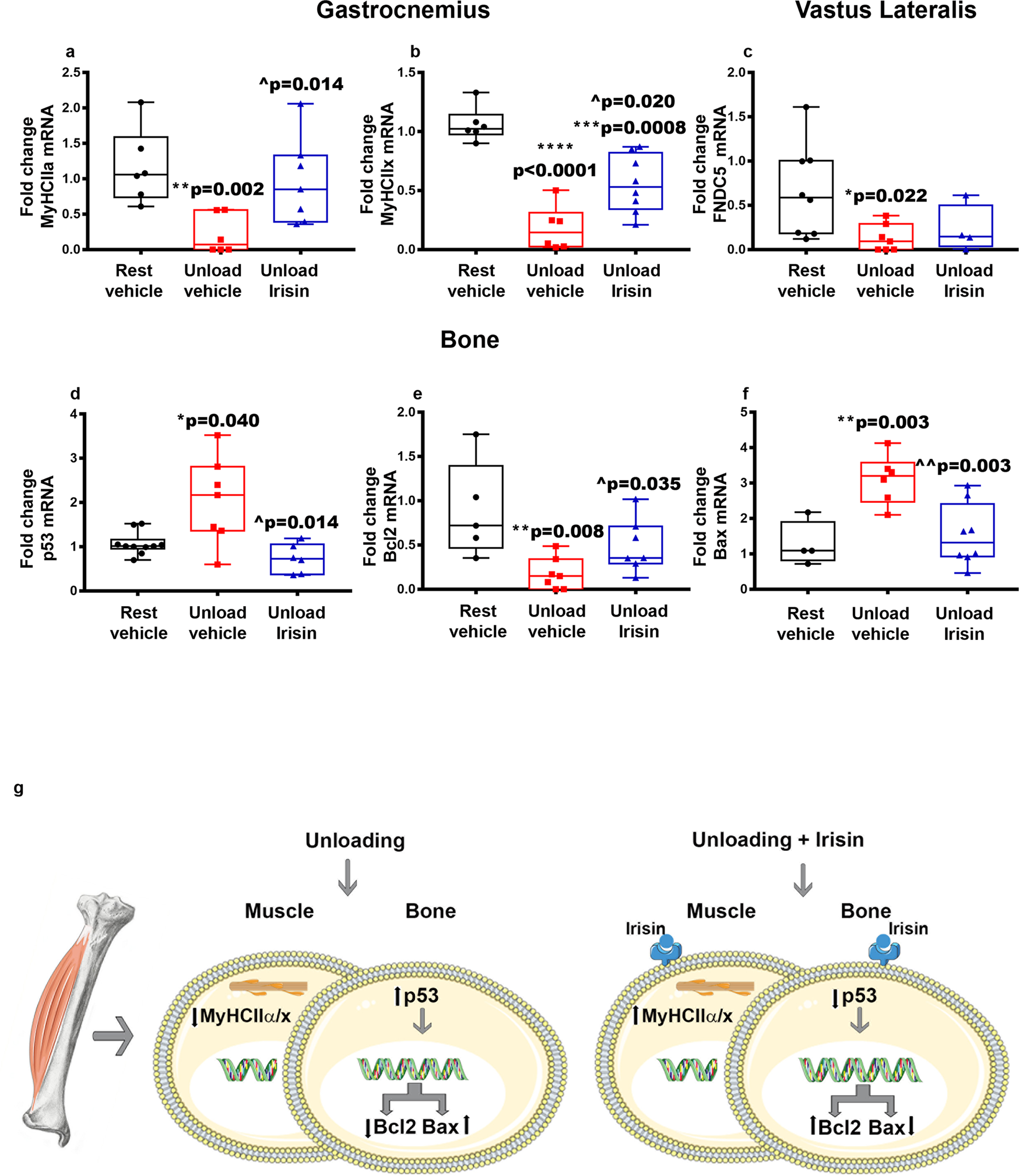 Fig. 9: Effect of irisin on the musculoskeletal system of hind-limb suspended mice.