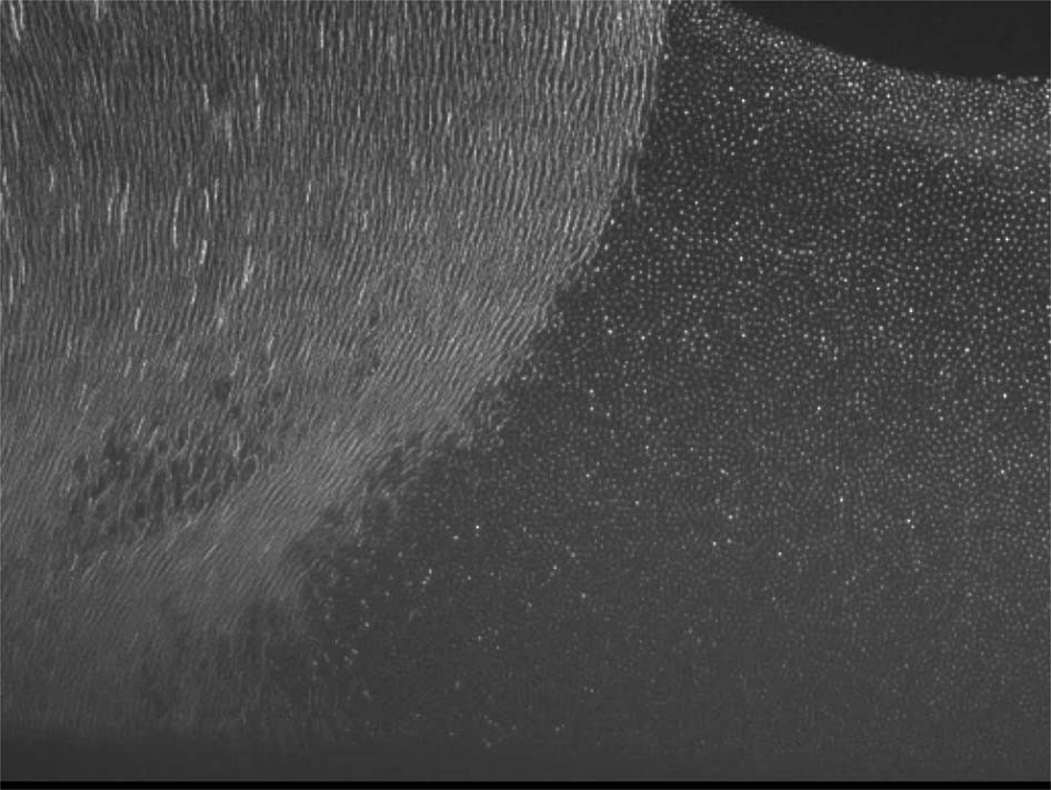 Fig. 6: Turbulence in a complex plasma83.
