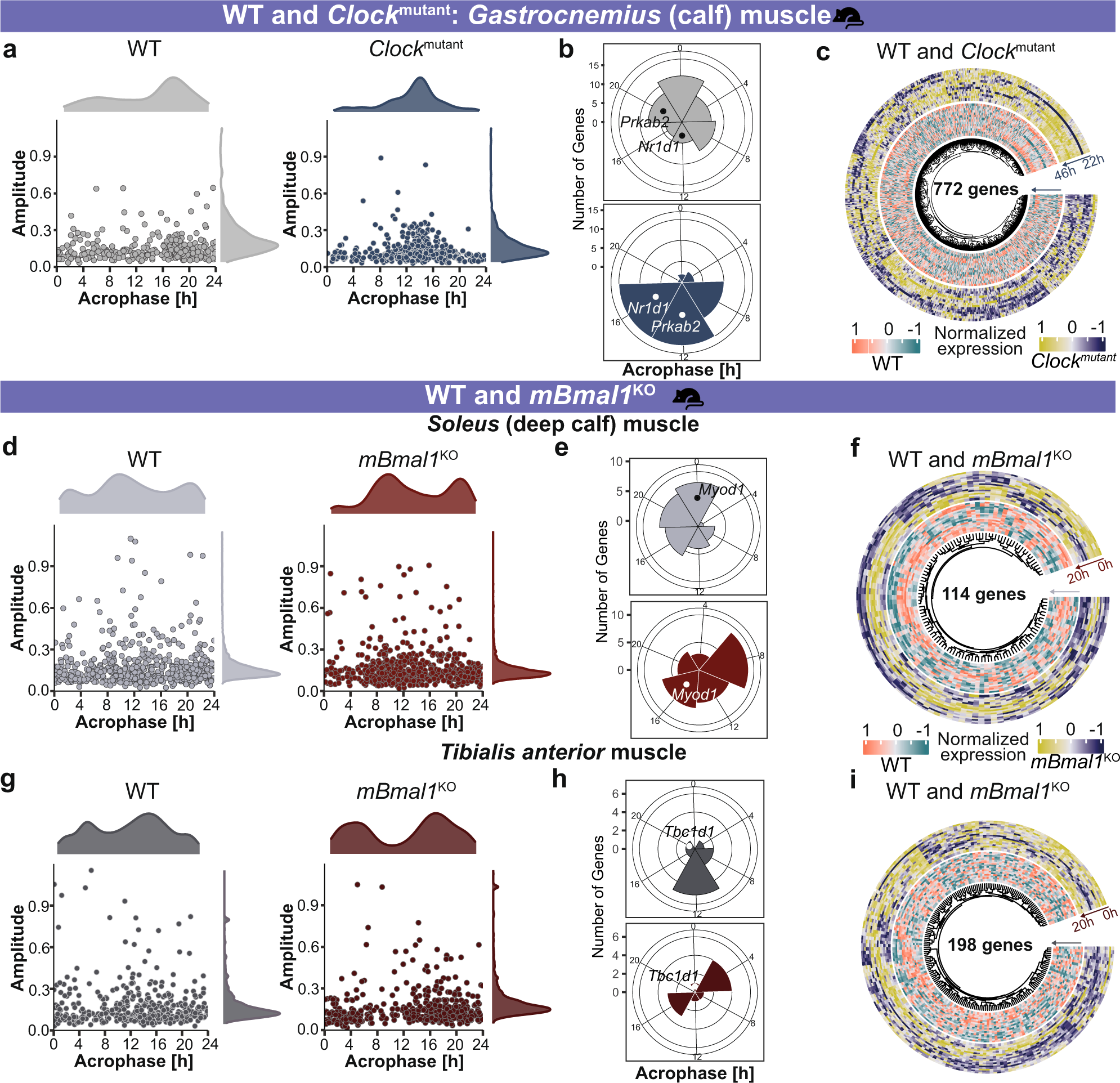 Fig. 3: Clock alterations resulted in changes among circadian properties and differential expression in mouse skeletal muscle.