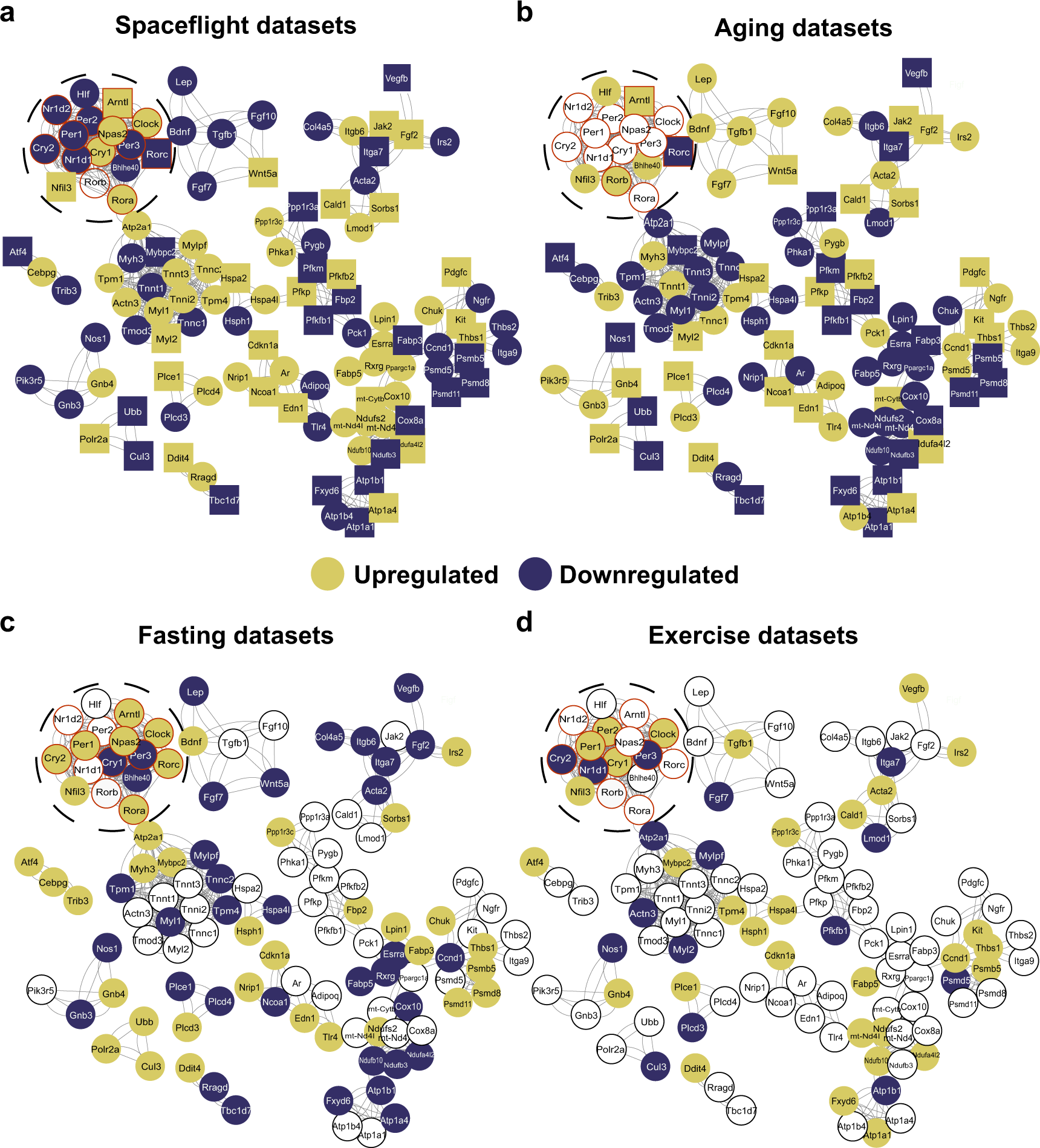 Fig. 7: Network representation of differential expressed genes altered in both spaceflight and aging datasets and their association with core-clock elements.