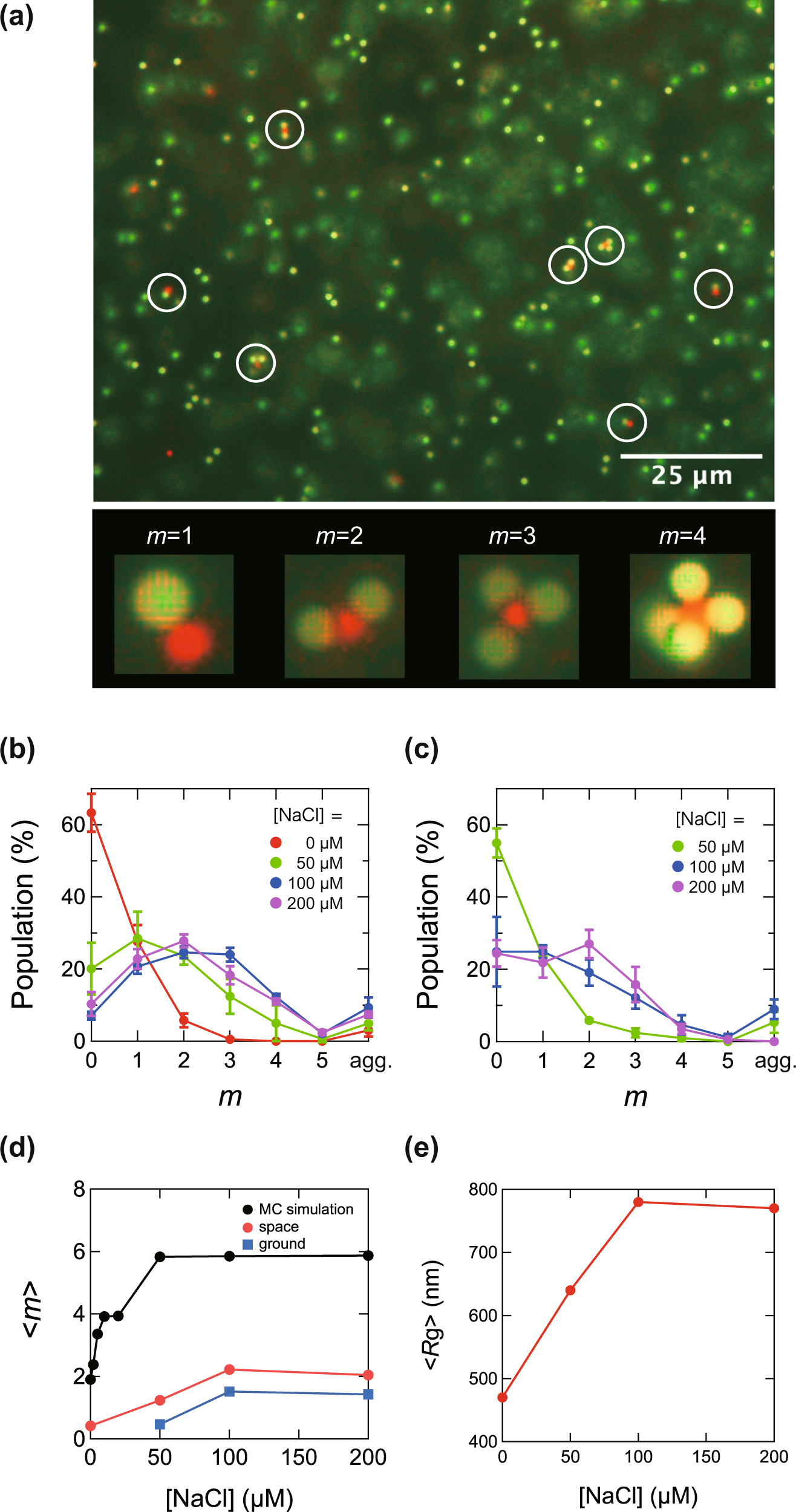 Fig. 4: Microscopic images of PS clusters and distribution of association number.