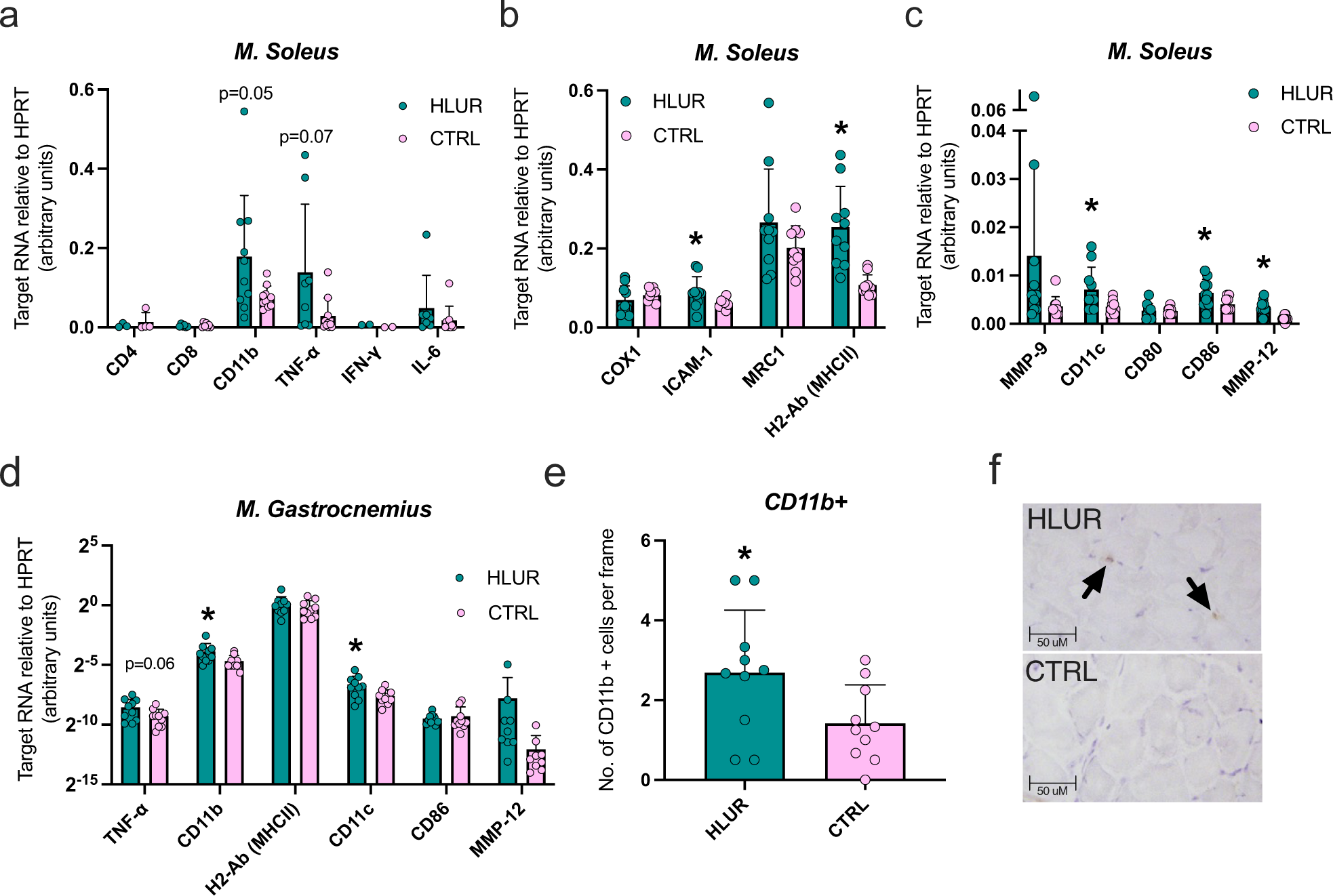 Fig. 2: Myeloid, but not lymphoid, immune cell infiltration after hindlimb unloading and radiation.