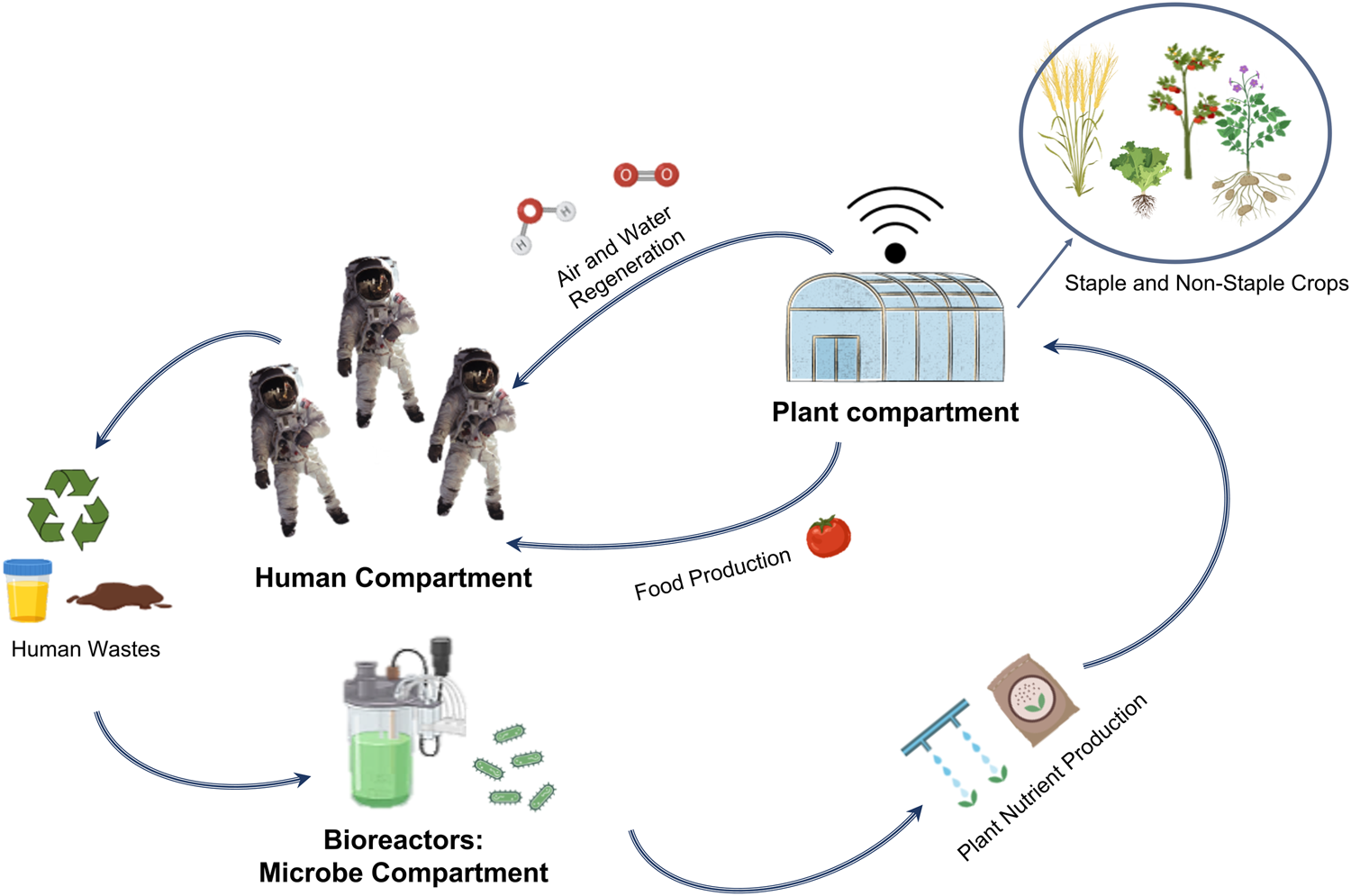 Plant and microbial science and technology as cornerstones to Bioregenerative Life Support Systems in space npj Microgravity