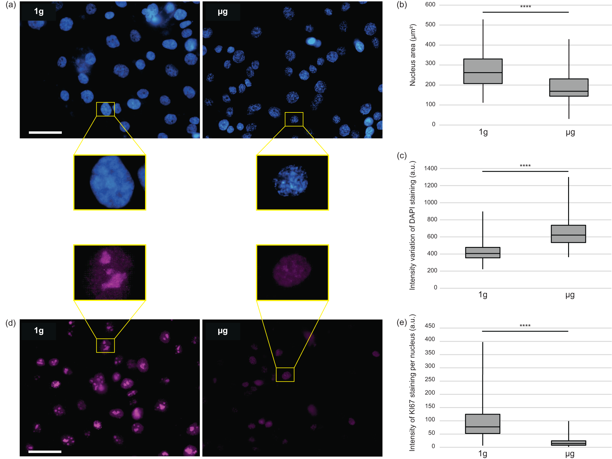 Fig. 3: Comparison of the nuclear morphology and the KI67 staining levels in cells at 1 g flight control and µg.