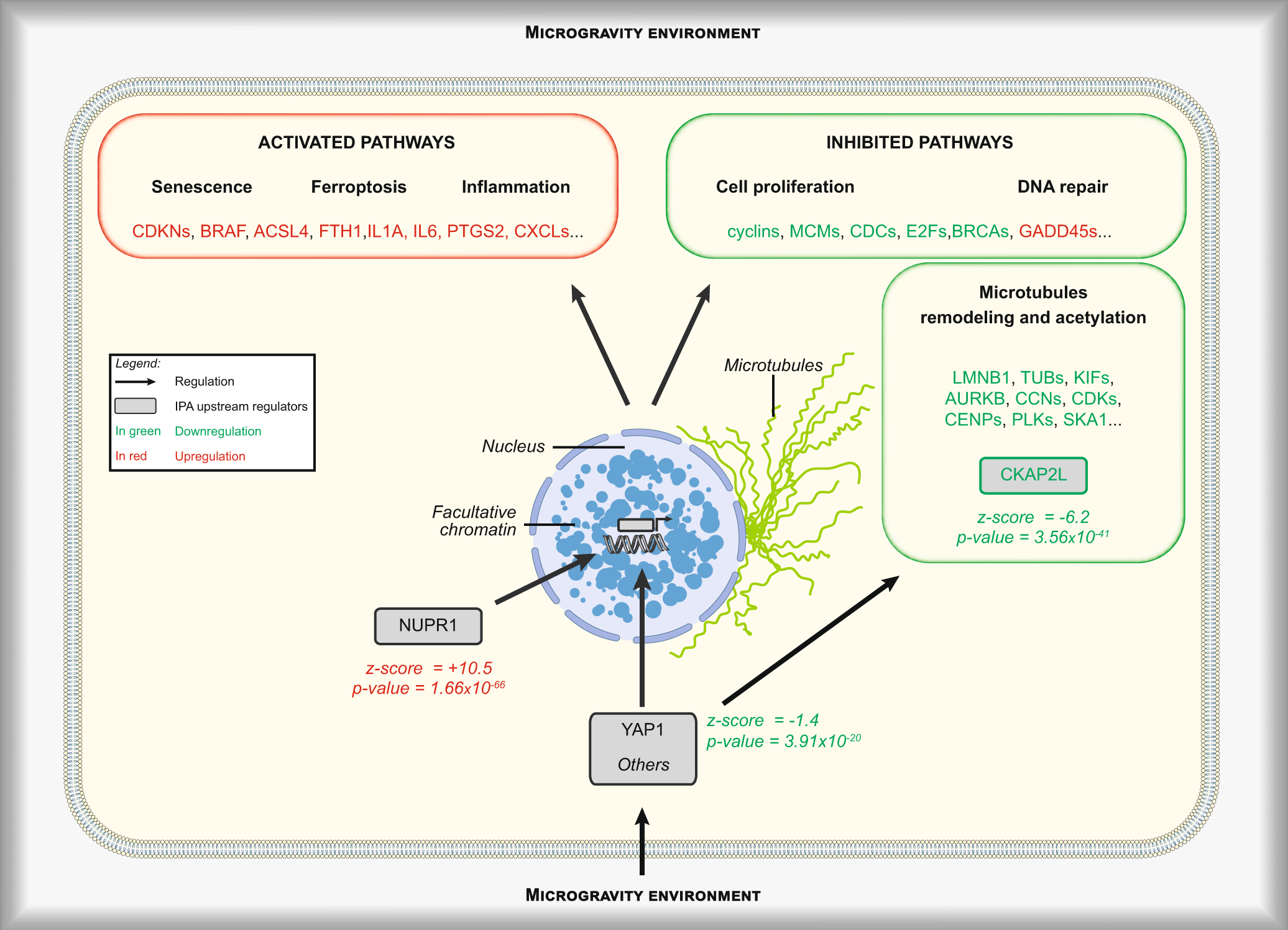 Fig. 7: Illustration summarizing the regulations induced in microgravity as observed in our cell model.