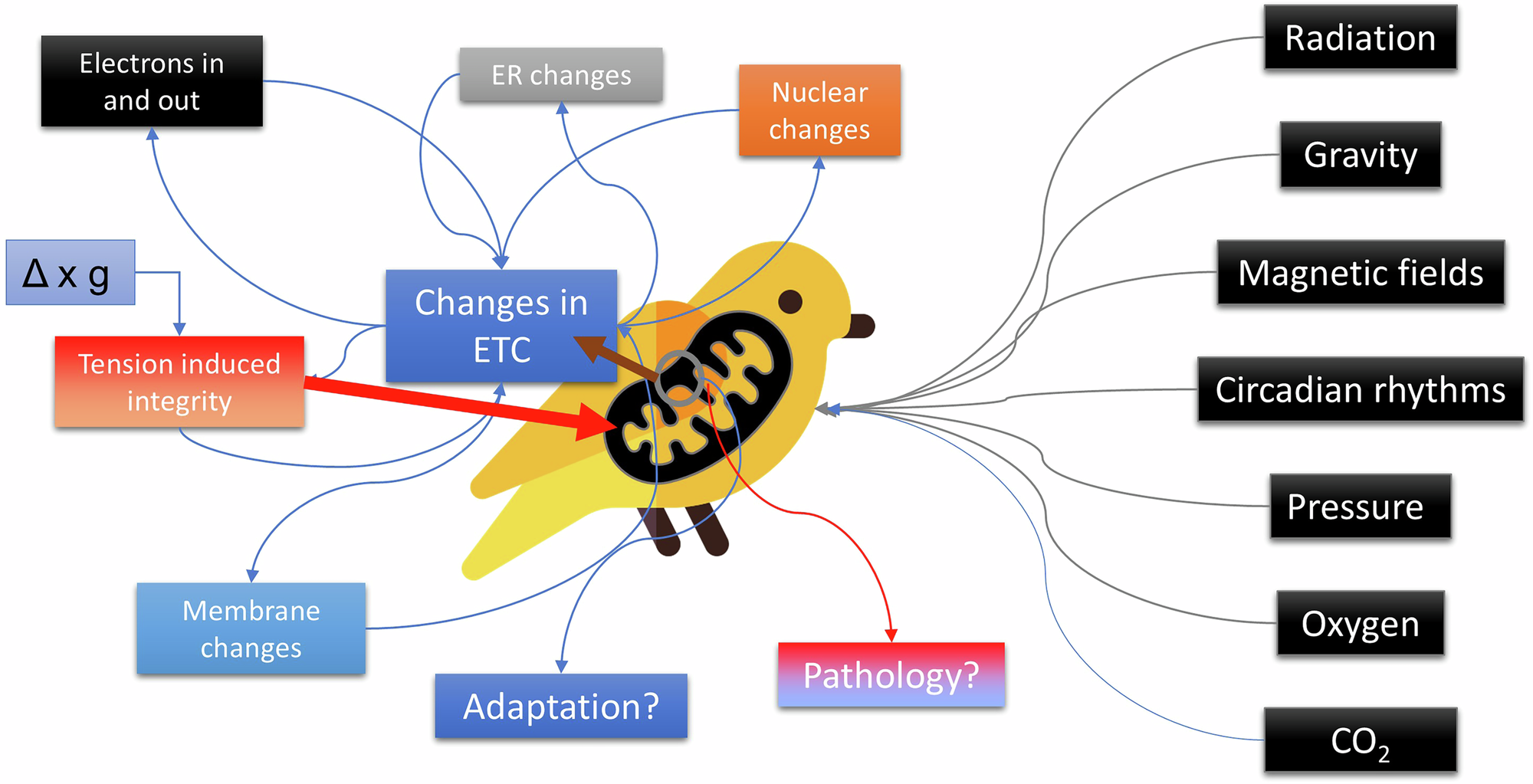 Fig. 1: The concept of “the mitochondrial canary”.