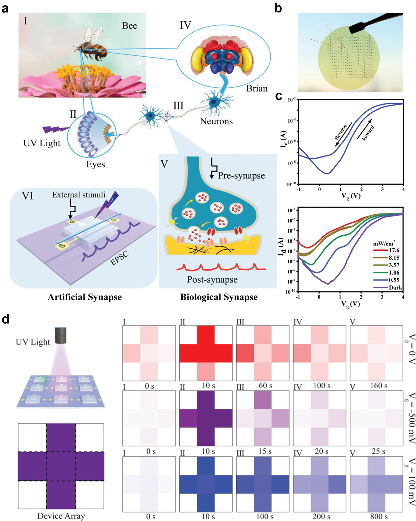 Fig. 9: The scheme and functions of a visual synapse.