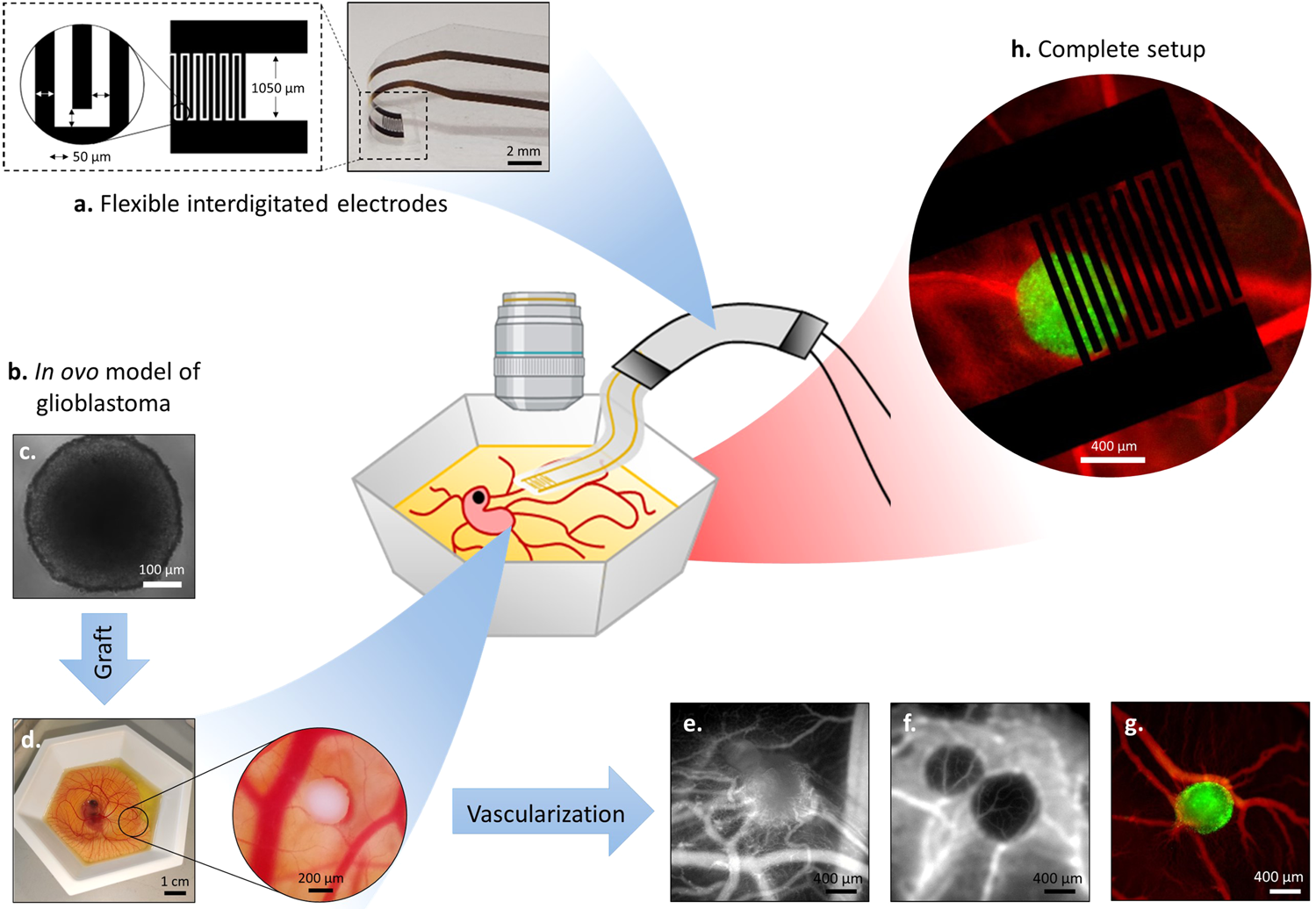Integrating flexible electronics for pulsed electric field delivery in a  vascularized 3D glioblastoma model | npj Flexible Electronics