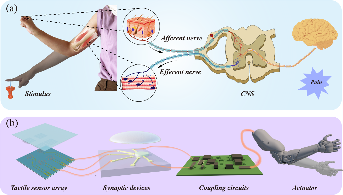Fig. 1: Artificial system in comparison with the biological somatosensory system.