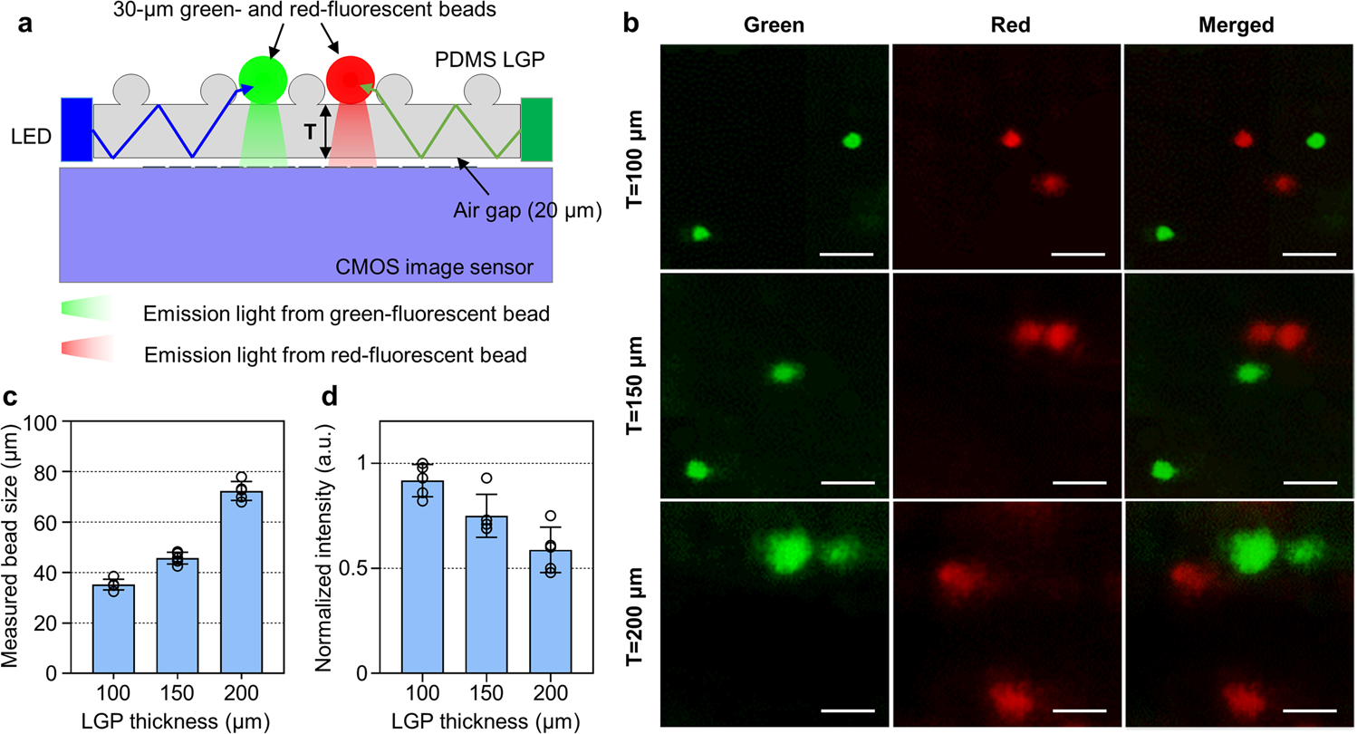 Fig. 4: Comparison of resolution and fluorescence intensity according to the thickness of the PDMS LGP for observing 30-μm green- and red-fluorescent beads.