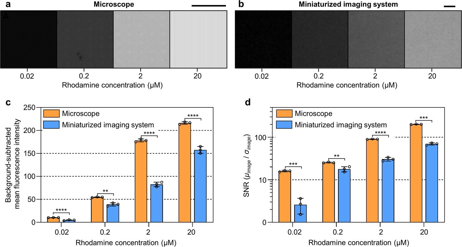 Fig. 5: Comparison of the performance of a commercial fluorescent microscope and the miniaturized imaging system integrated with a 100-μm PDMS LGP.
