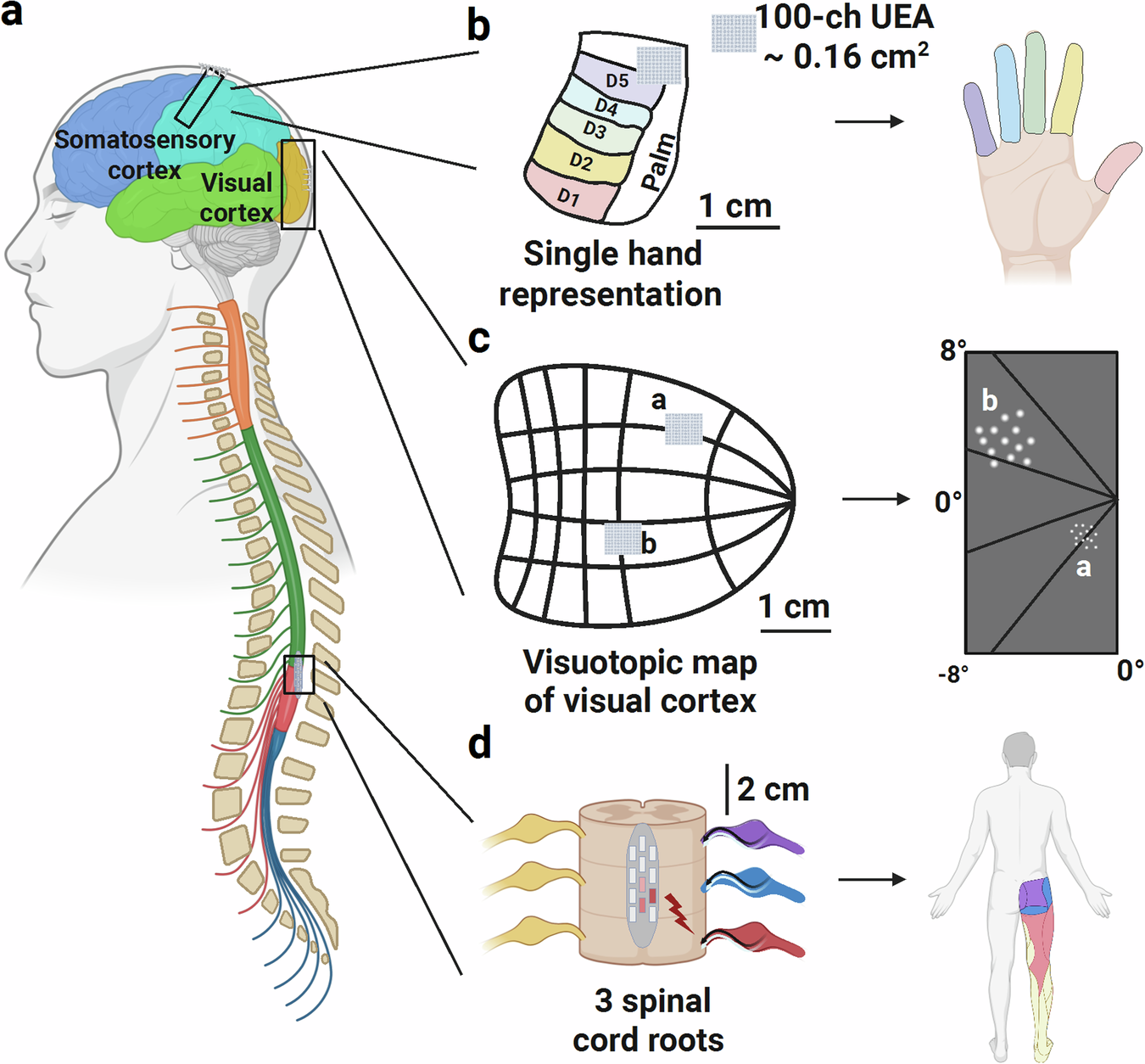 Fig. 3: Challenges of resolution and coverage in BMI and prosthetic applications.