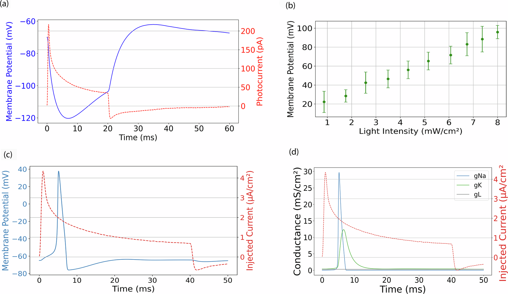 Fig. 4: Simulation of the transmembrane potential in passive mode.