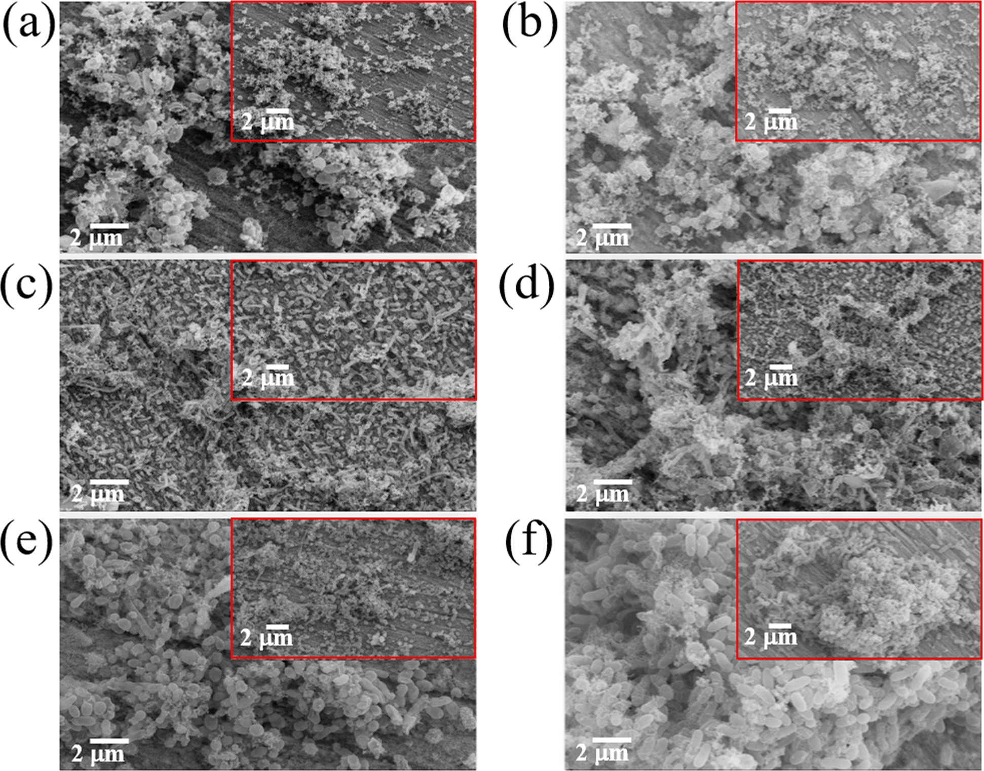 Fig. 1: FESEM images of biofilms on X80 coupons.