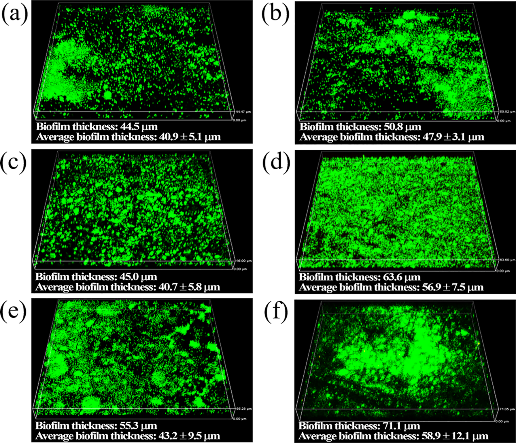 Fig. 2: 3D CLSM images of biofilms on X80 coupons.