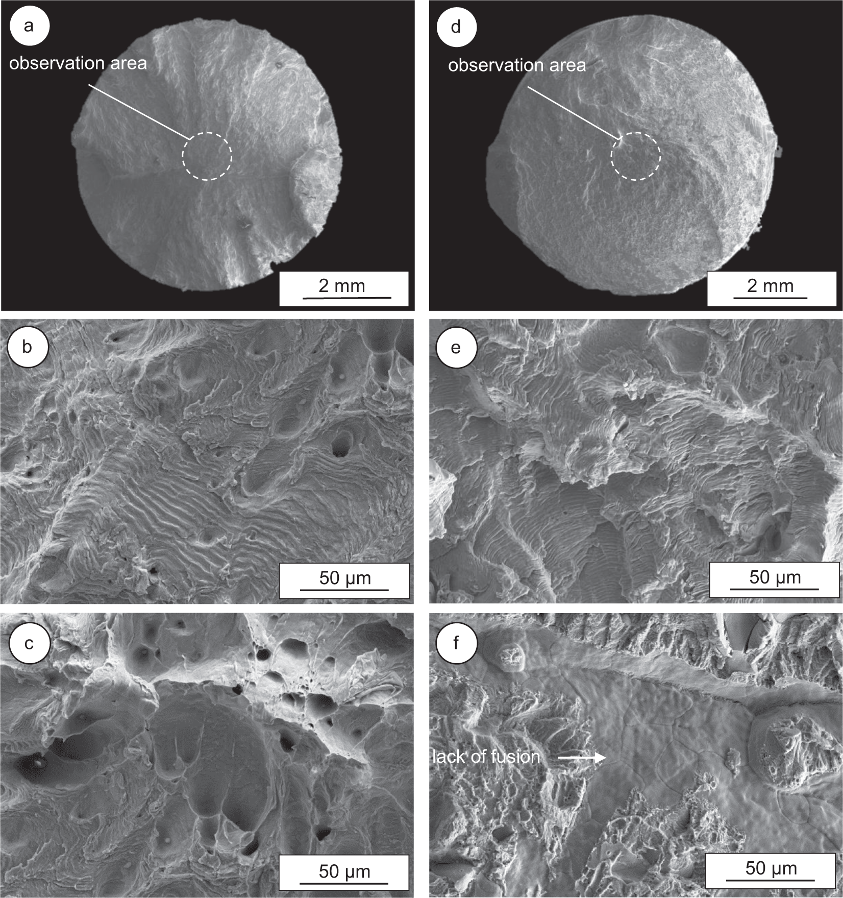 Fig. 5: Representative images of the fracture surface using secondary electron contrast mode.