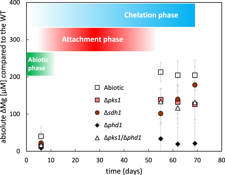 Fig. 5: The temporal evolution of the absolute difference in Mg concentration (µM) between the WT and the other set-ups using the data from Fig. 3b.
