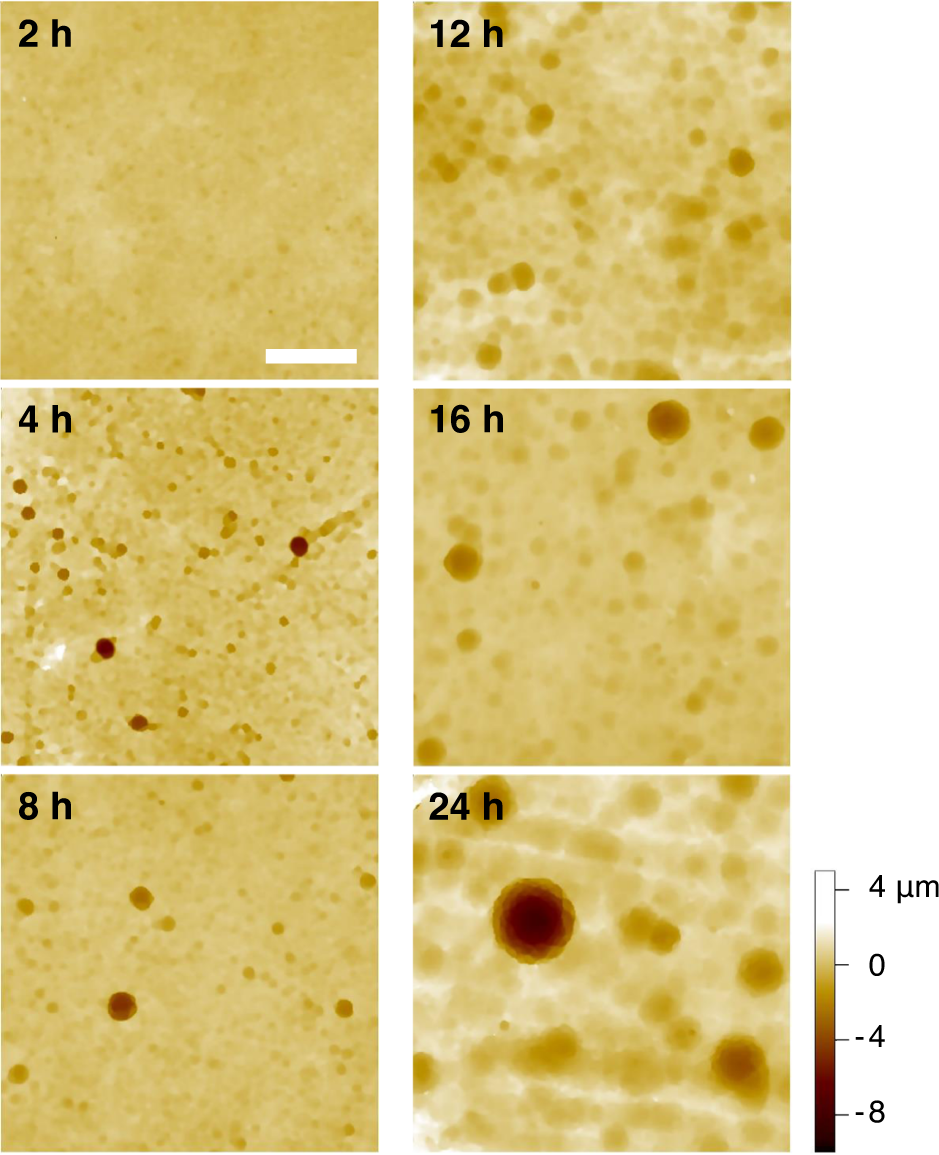 Fig. 4: 2D VSI maps showing the evolution of surface topography for reaction times from 2 to 24 h.