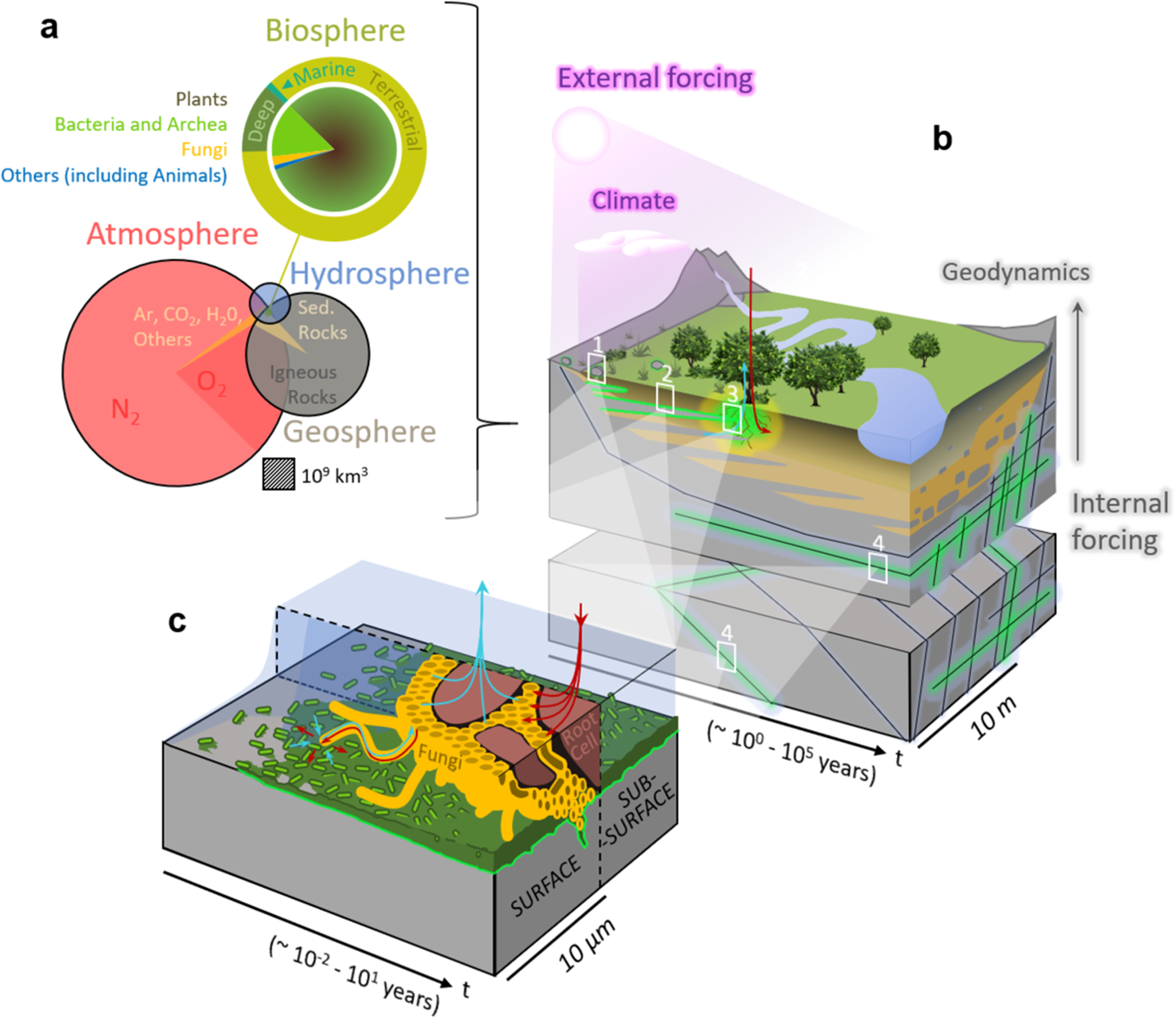 The contribution of living organisms to rock weathering in the critical  zone