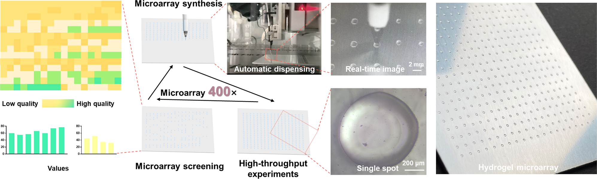 Fig. 1: Schematic diagram showing the preparation of 400 hydrogel coatings in high-throughput methodology.
