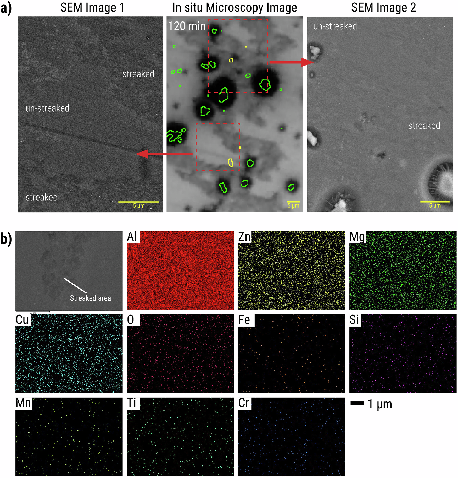 Fig. 8: Post-immersion SEM-EDX analysis of streaked and unstreaked areas from smoothly-polished samples.