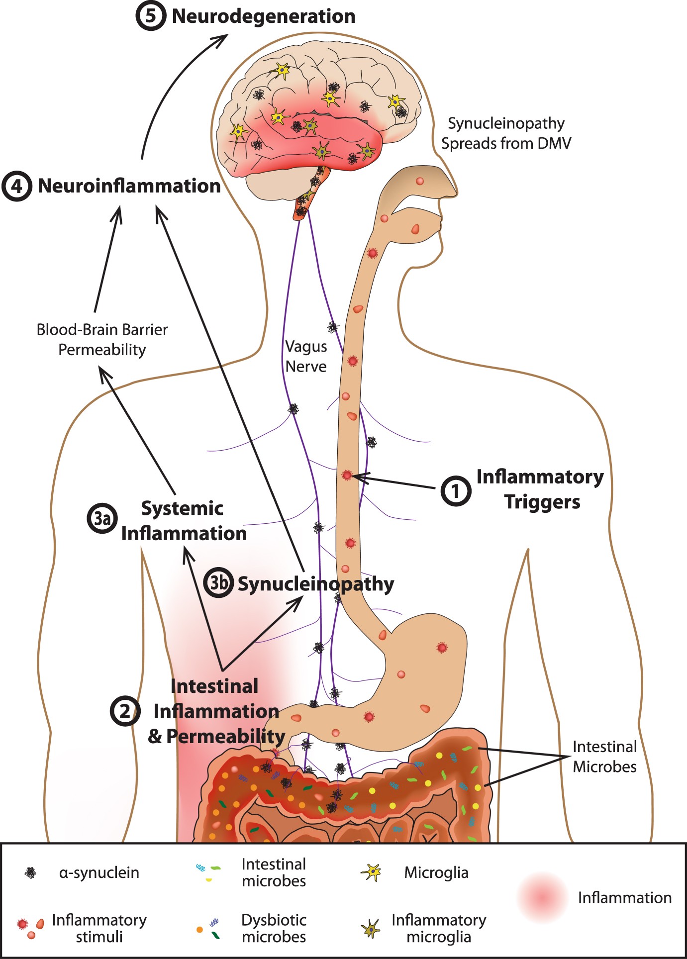 How the first brain (the brain in the gut) controls gut movements