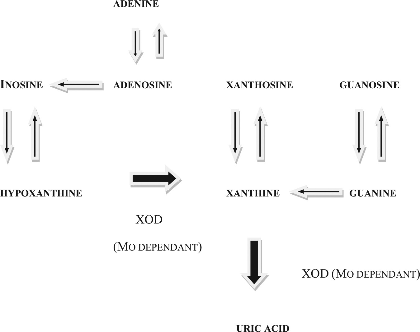 Inosine: instructions for use, description, reviews Inosine: instructions for use, description, reviews